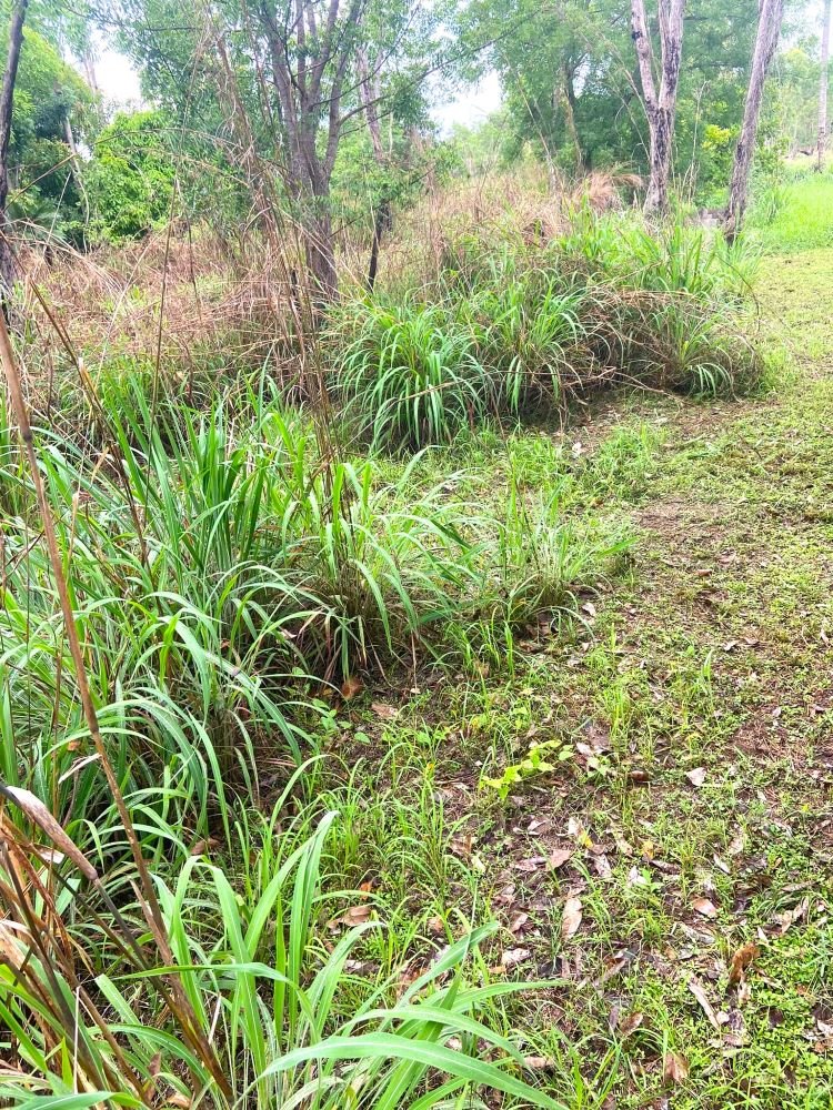 Why the Same Weeds Keep Coming Back Every Year around Darwin
