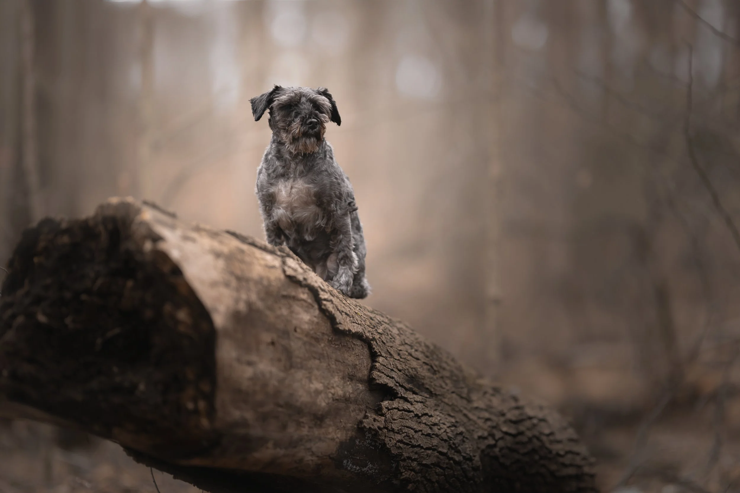 Canine Portraiture