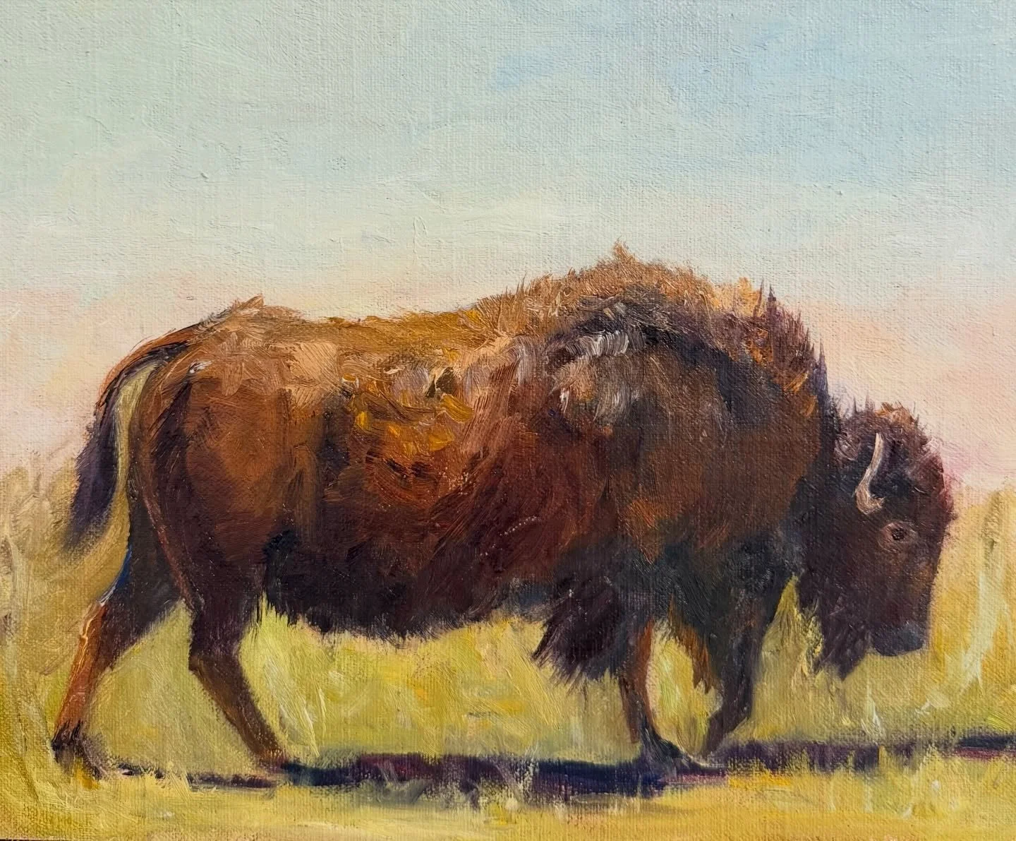 This guy again!! I have painted this bison a few times and getting ready to paint him on a large canvas!
Oil on linen board 
8 x 10