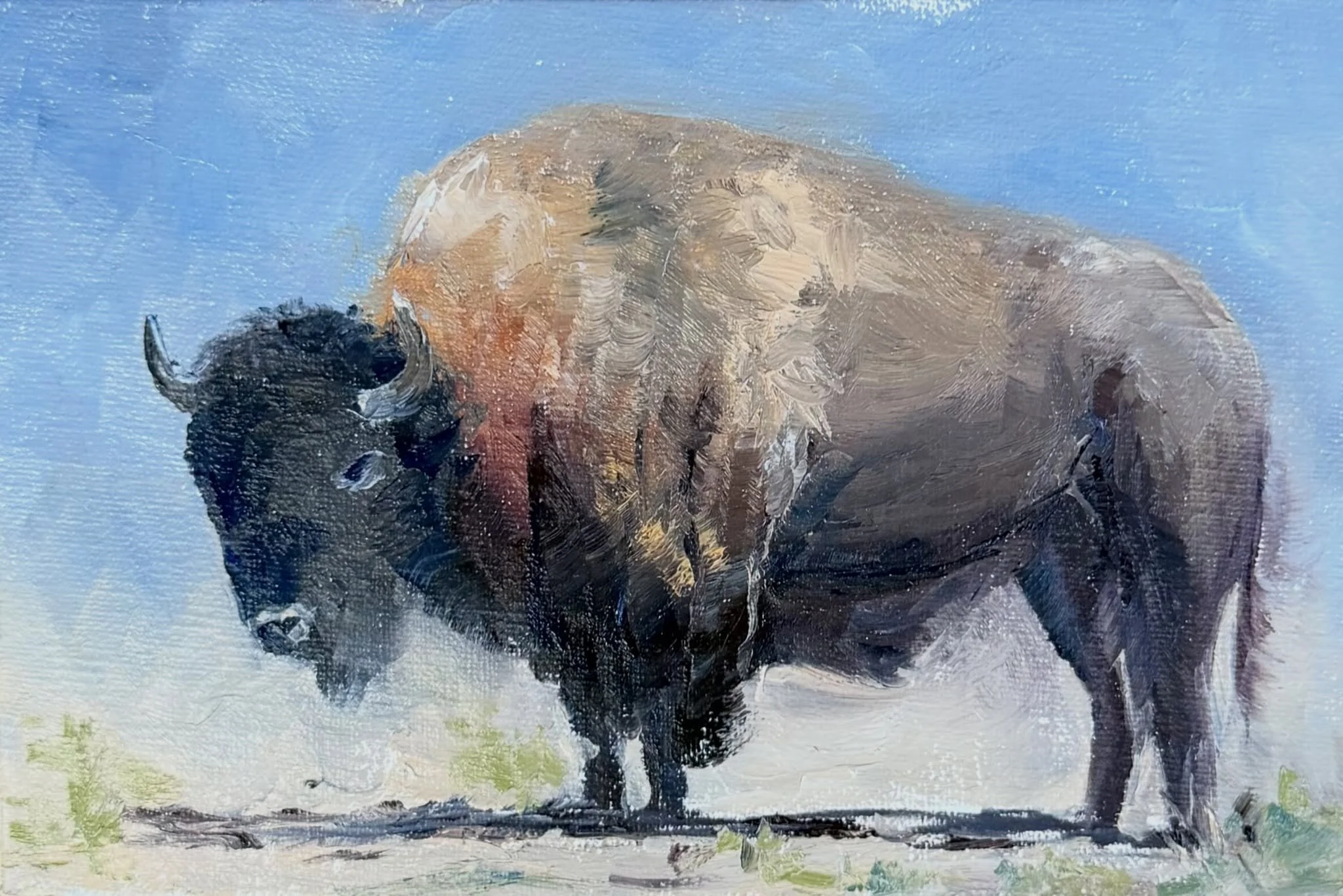 And yet another bison painting! 
Montana Bison 
Oil on linen board
4x6