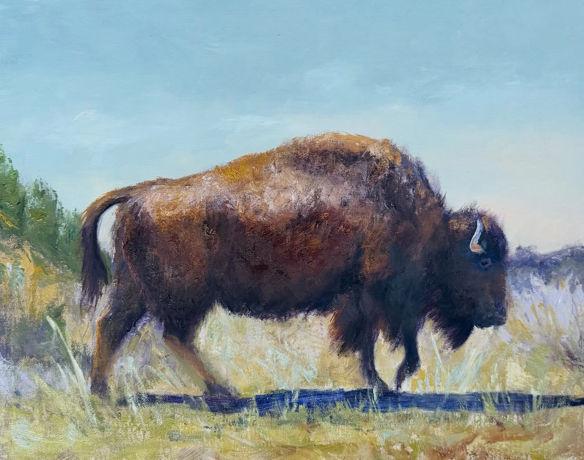 South Dakota Bison 
Oil on linen board 
11x14
Sold