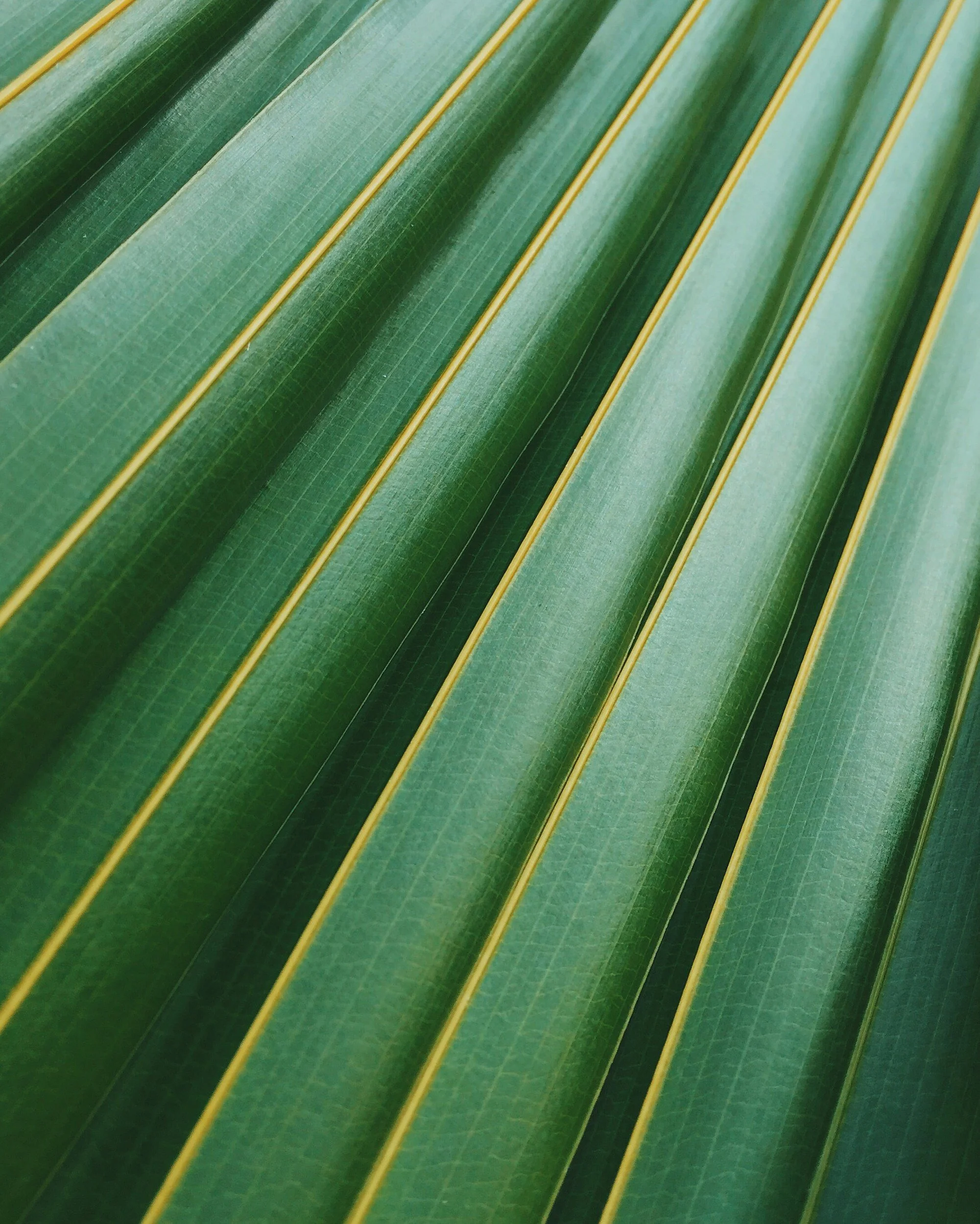Close-up of green palm leaves with yellow stripes