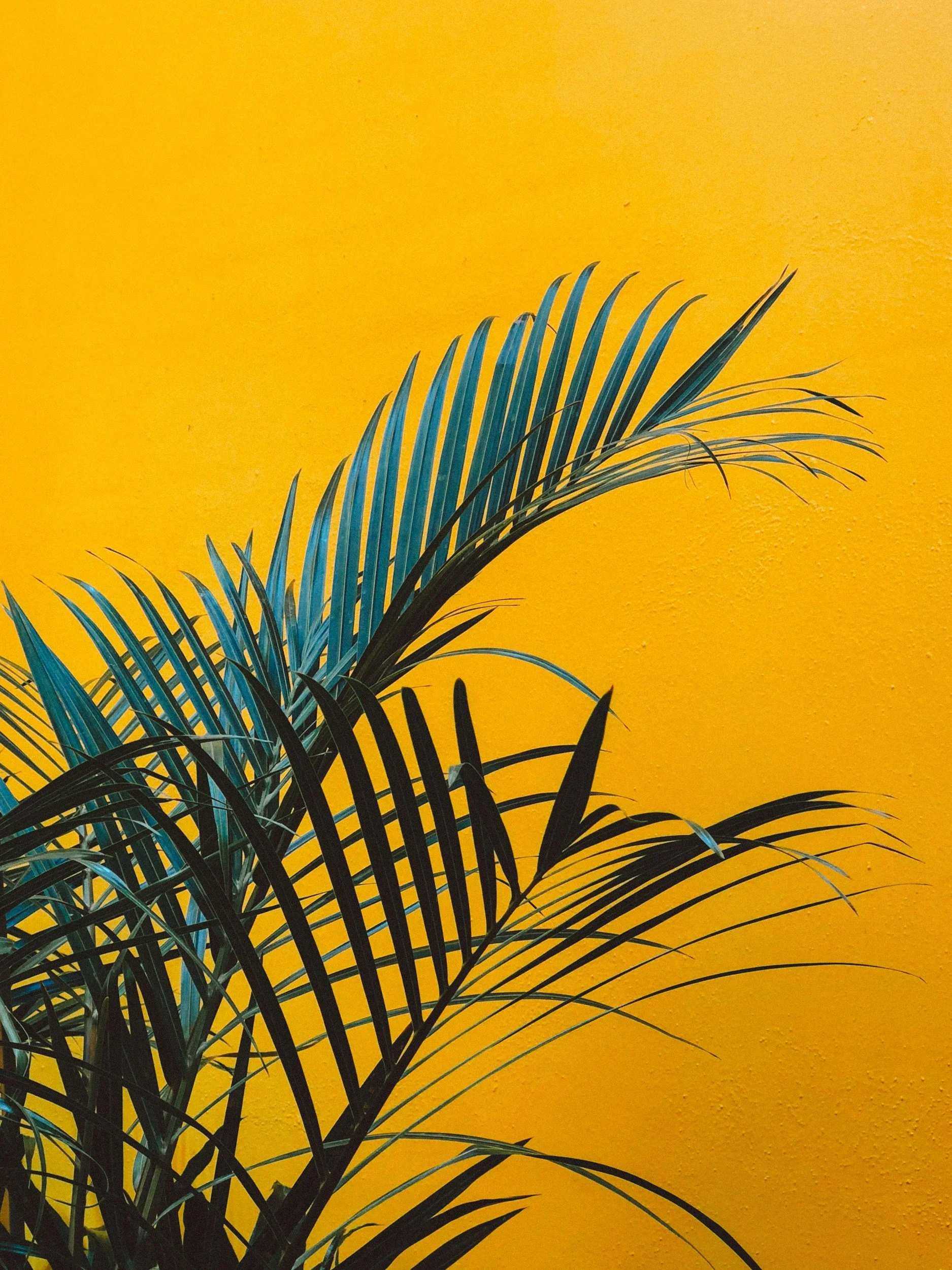 Green palm leaves against a bright yellow background.