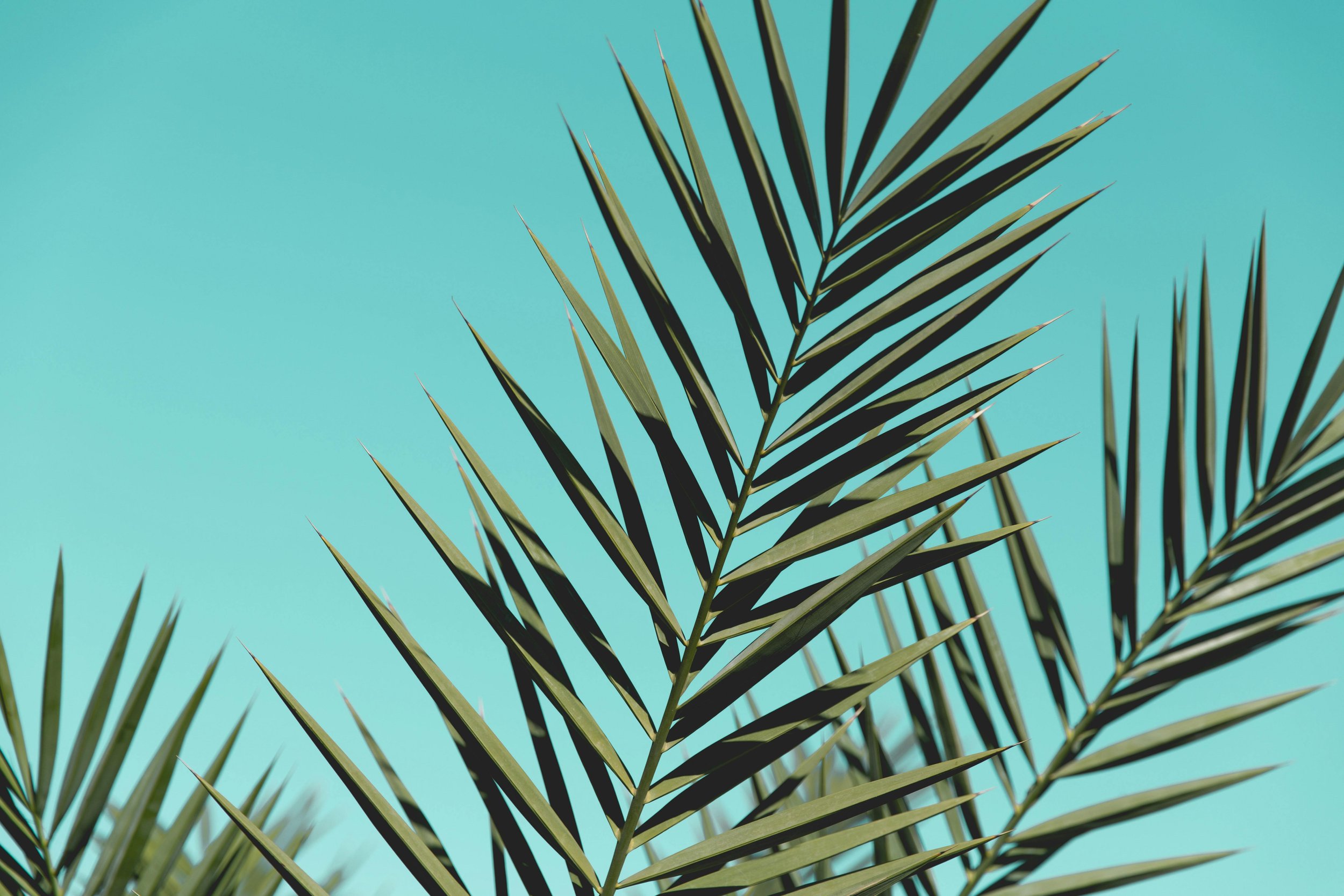 Palm leaves against a clear blue sky.