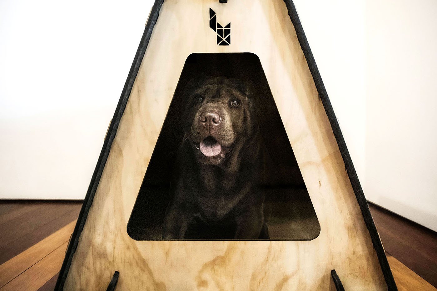 Dog inside.jpg