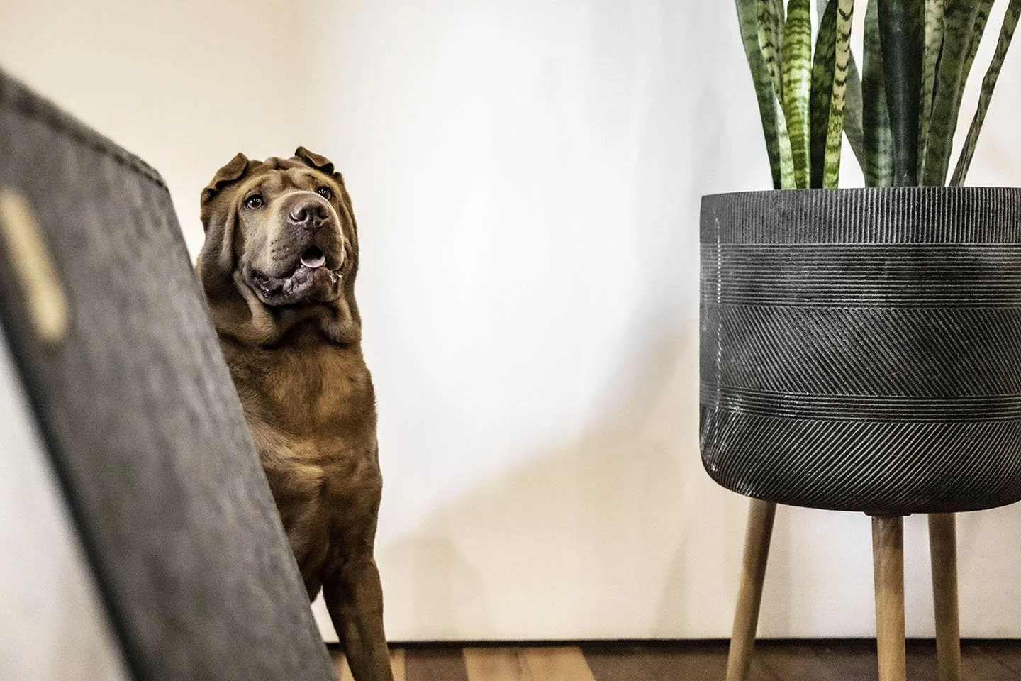 Dog background.jpg