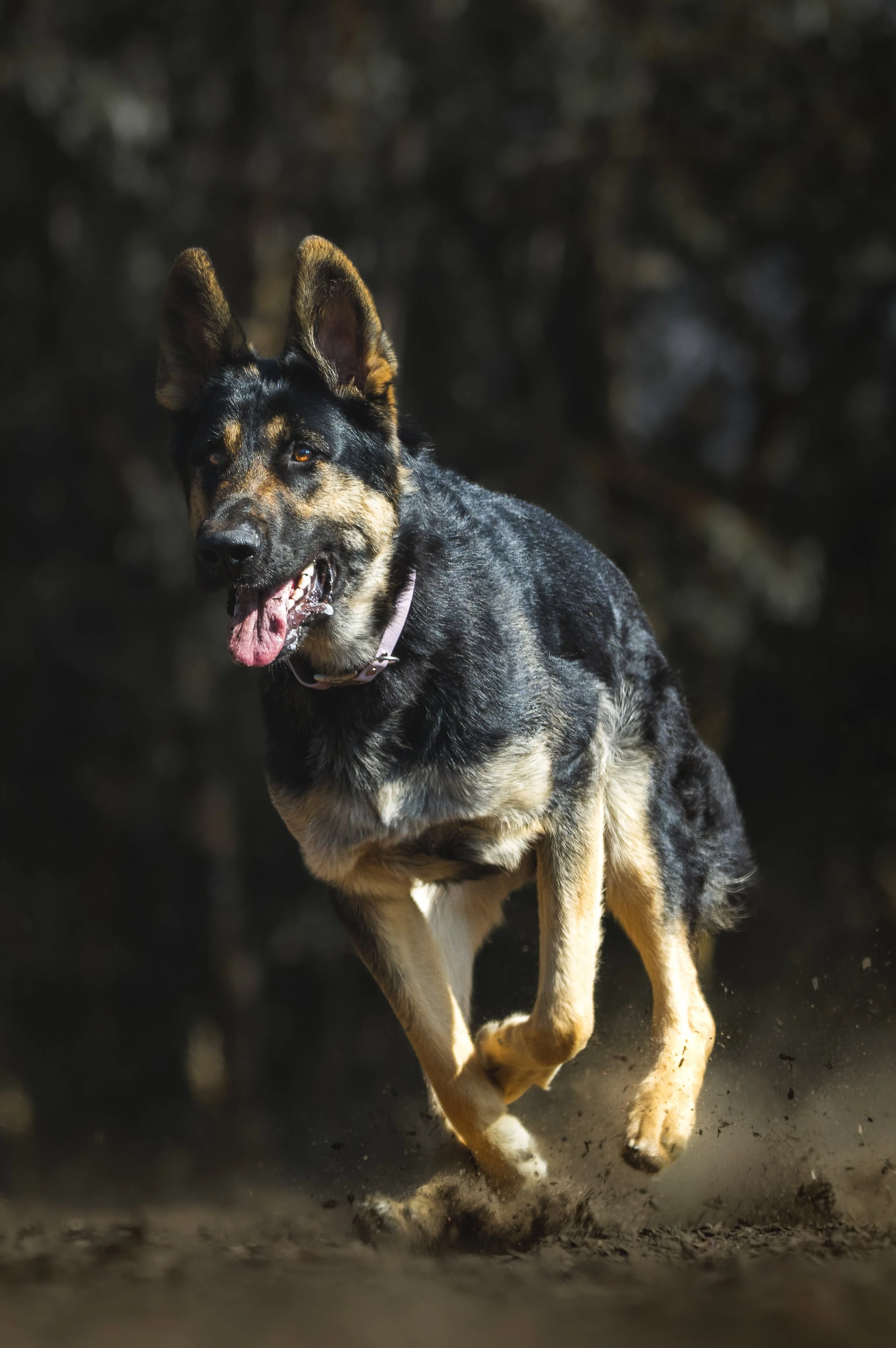1000_LxplorePet-014.jpg