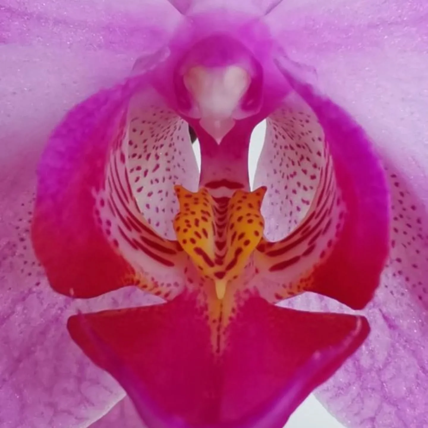 Orchidea... la bellezza di un fiore 

#orchid