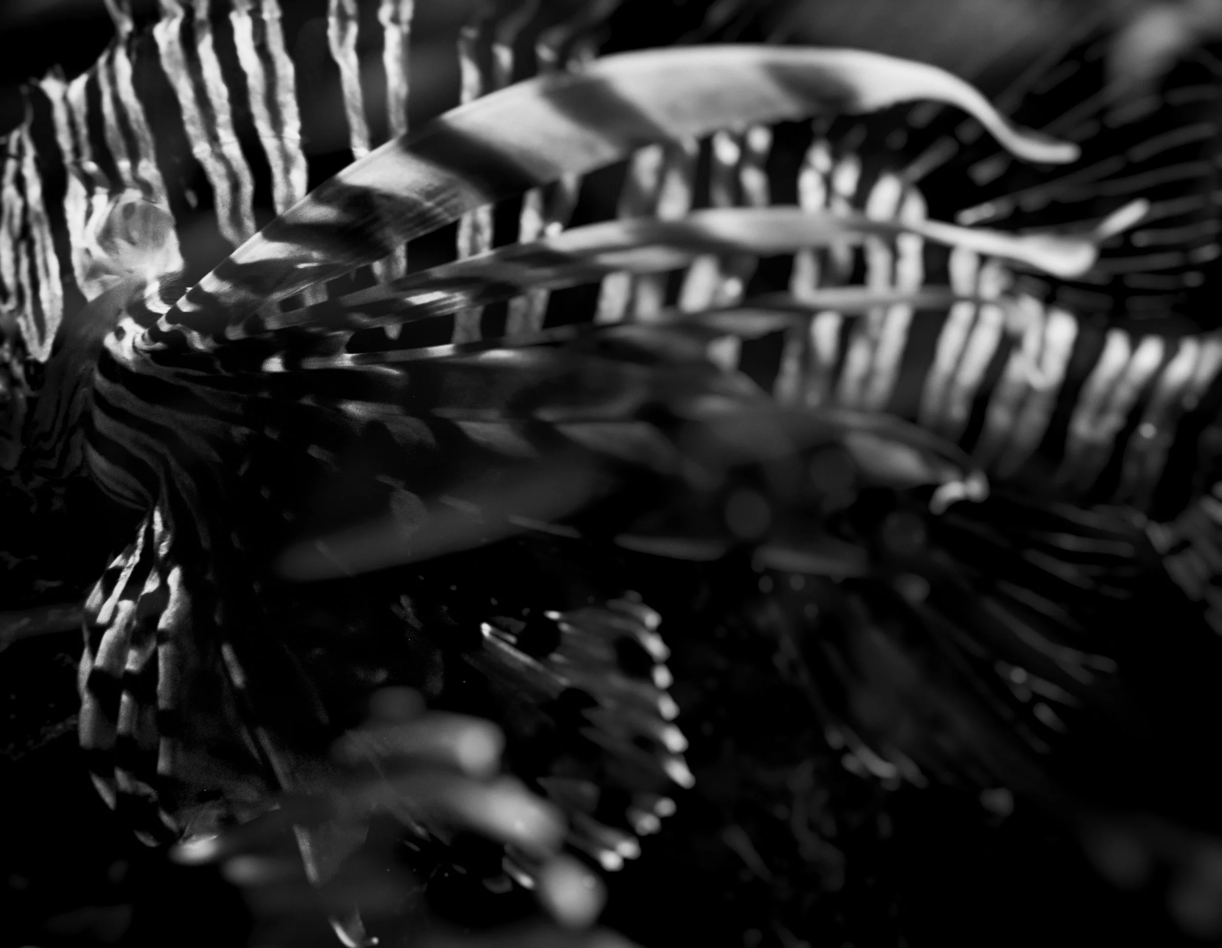 lionfish.jpg