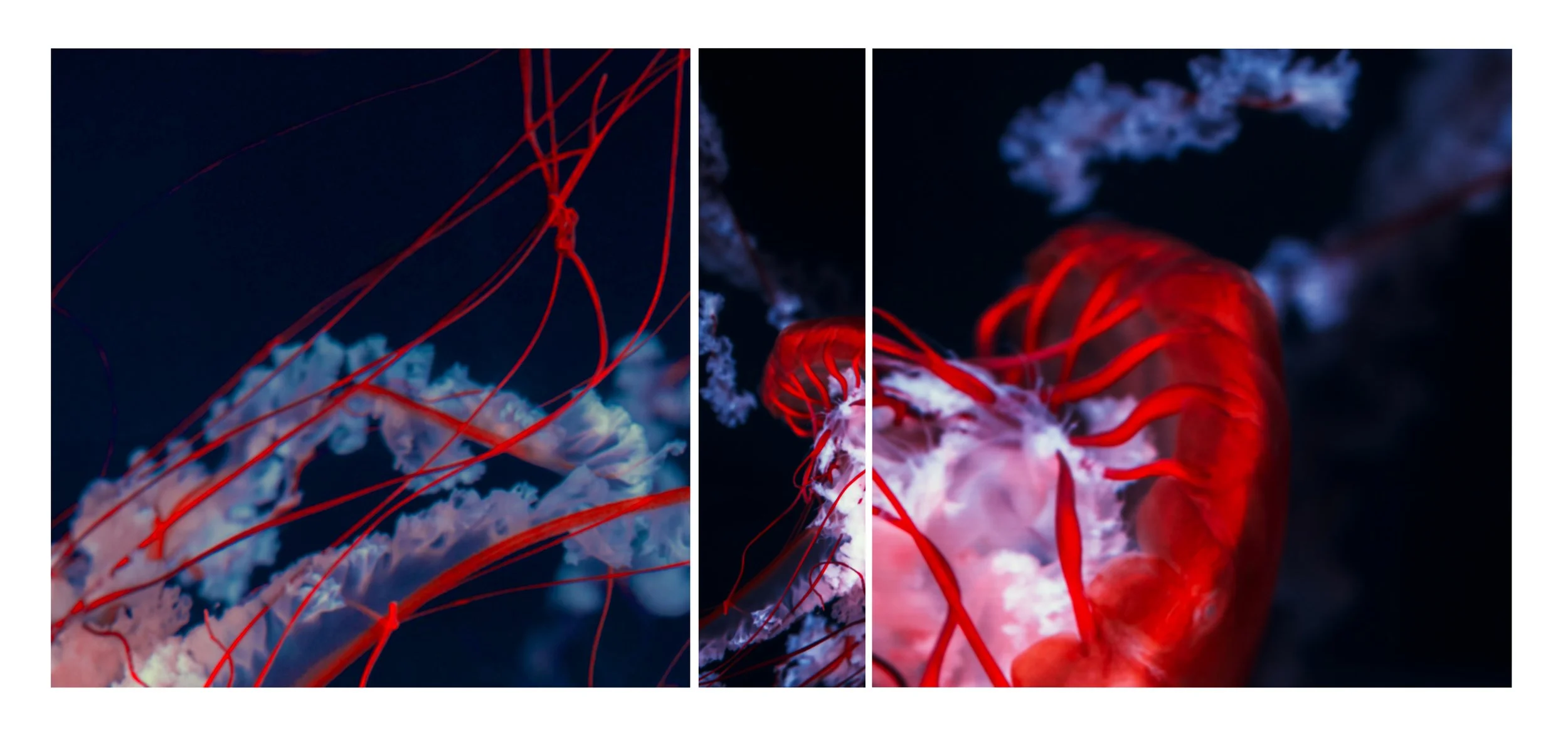 Sara Nash_Autoluminescent.jpg