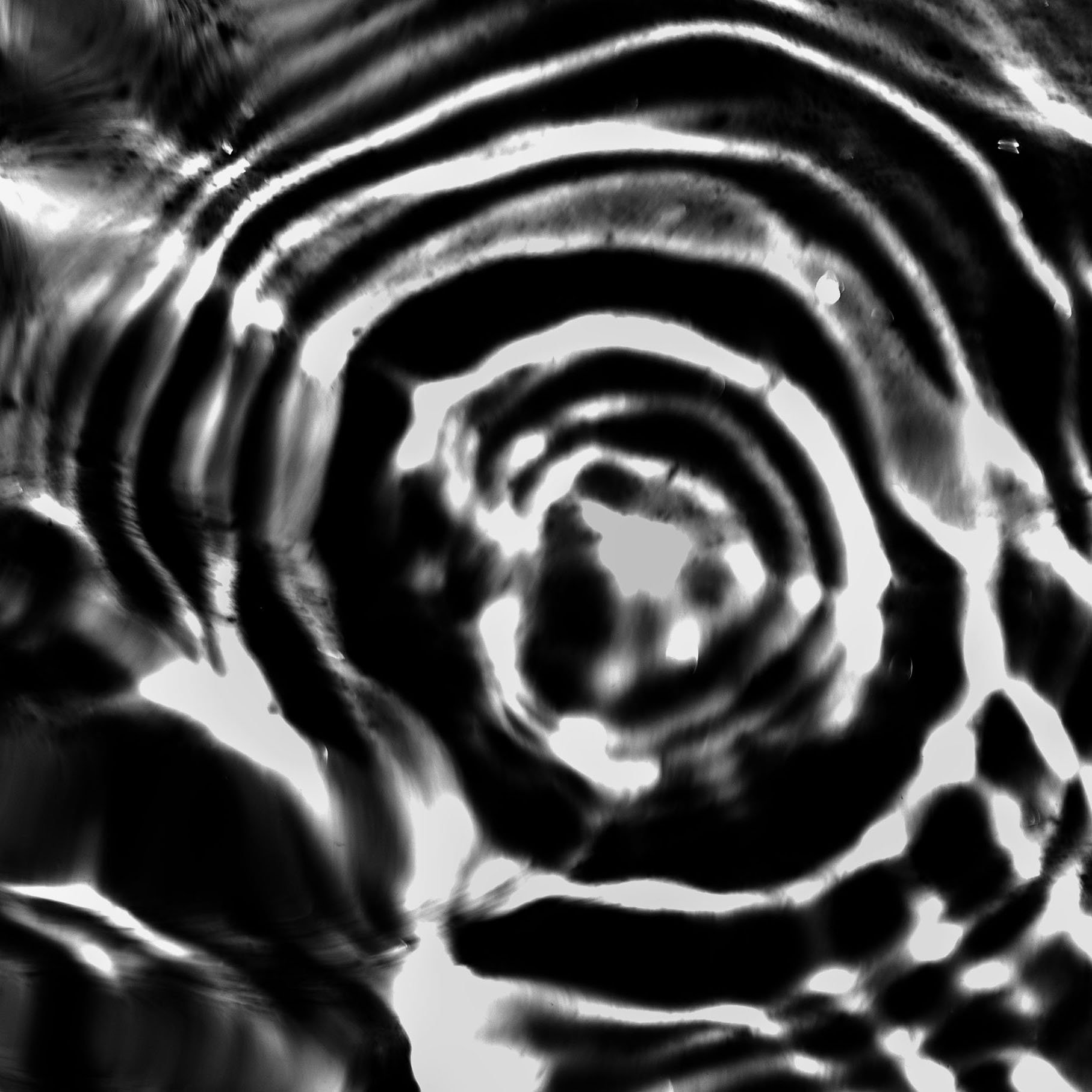 NIC BIFB 5d copy.jpg