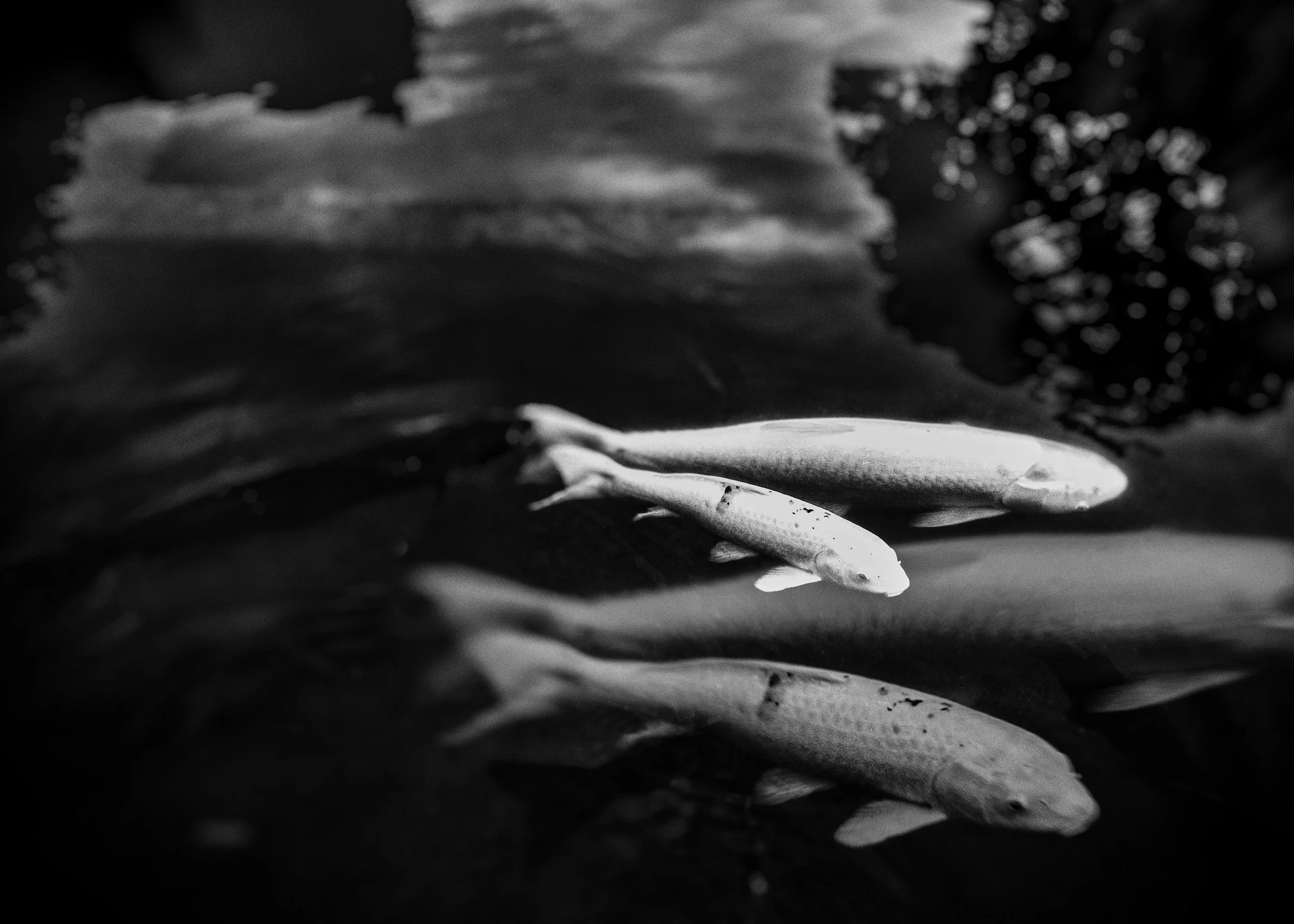 Sara_Nash_Triptych1_3rd.jpg