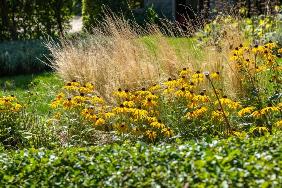 A garden with yellow coneflowers, tall ornamental grasses, and lush greenery.
