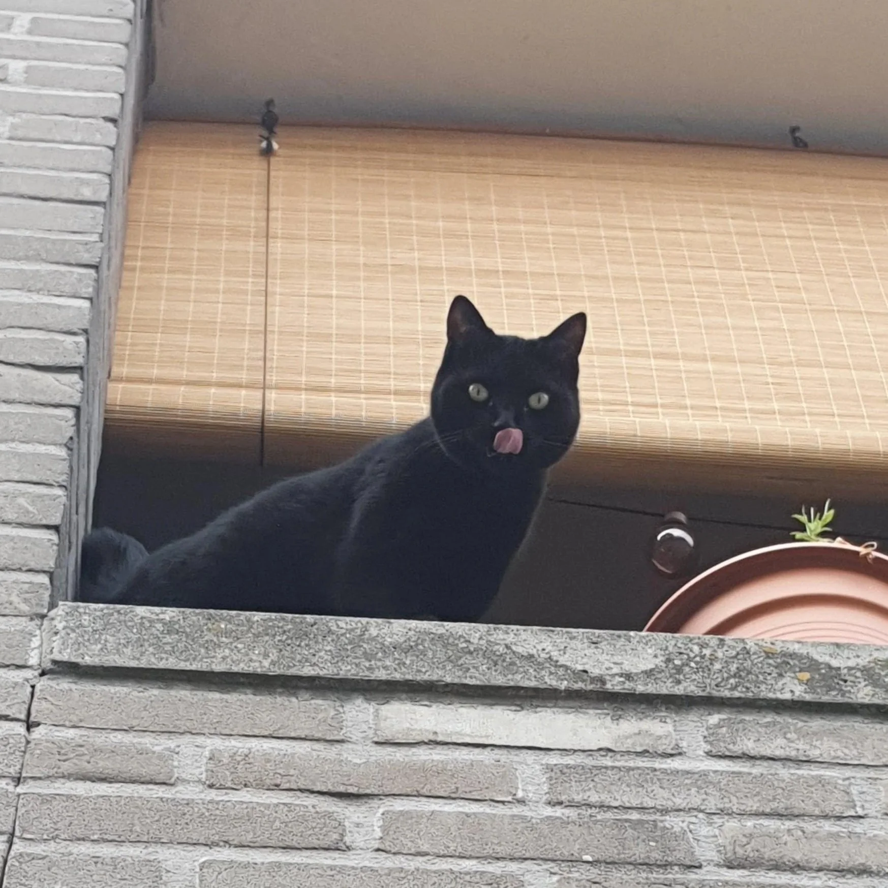 Black cat with yellow eyes sitting among green houseplants in pots.