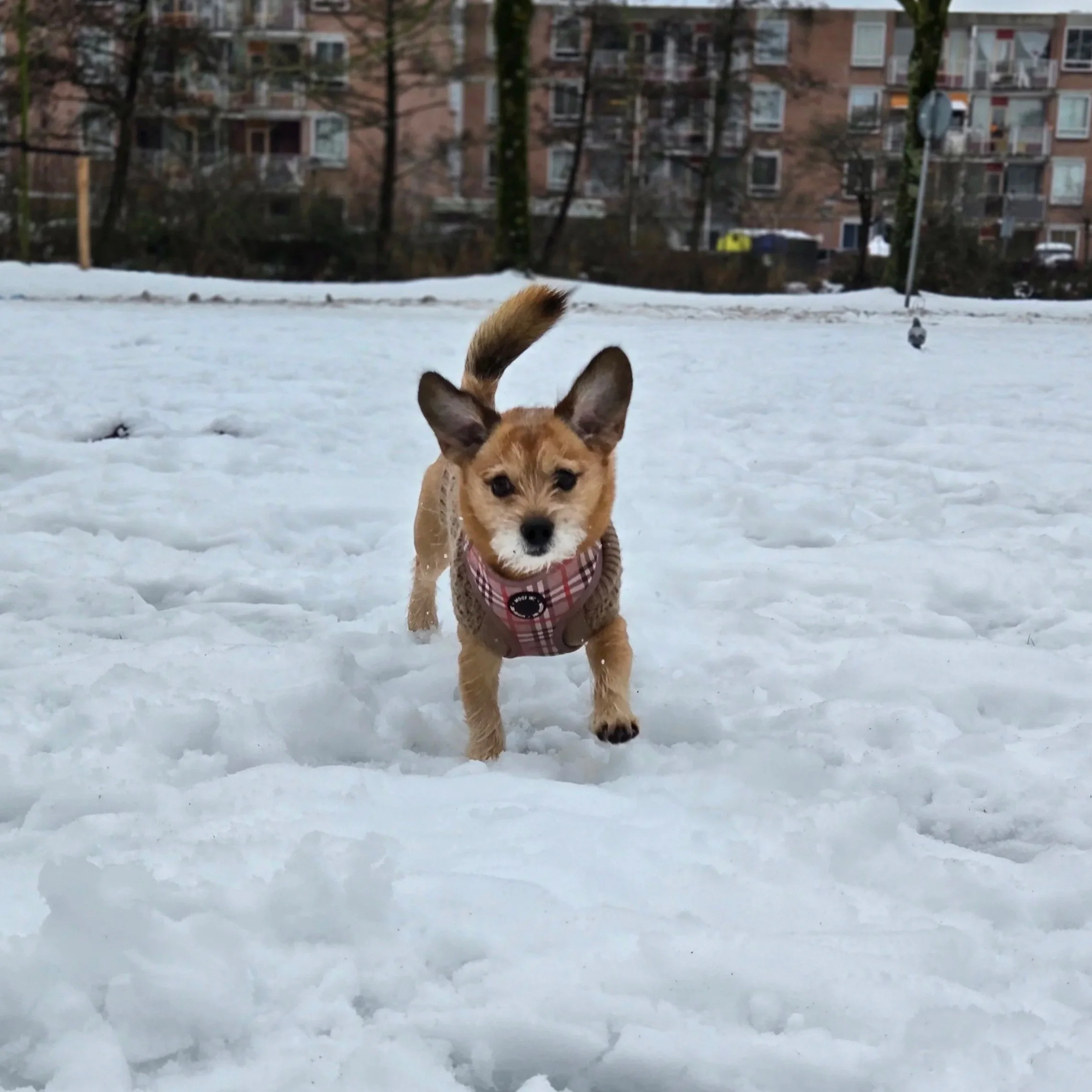 Close-up of a small dog with tan and black fur, standing outside on grass with trees and blue sky in the background.