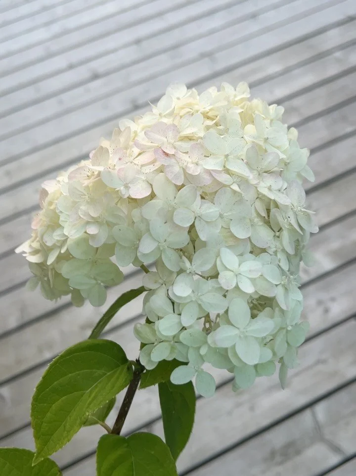 Jeg elsker at finde sm&aring; m&aring;der at bringe naturen indenfor p&aring;. 🌿
Nu hvor sommeren langsomt slipper sit greb, forl&aelig;nger jeg den ved at tage blomster fra haven med ind. Friske blomster og gr&oslash;nt giver &oslash;jeblikkeligt e