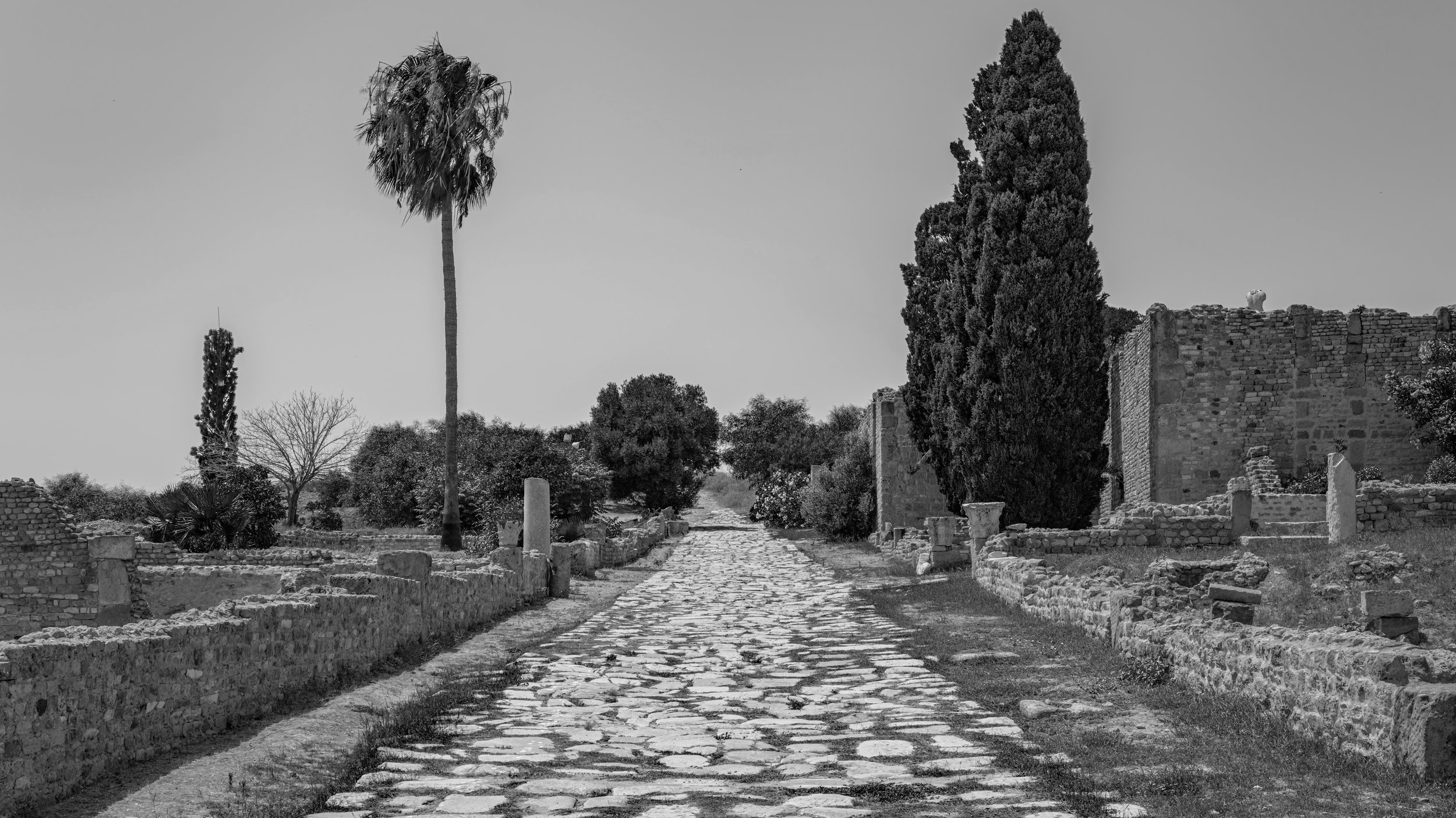 A black and white photo of an ancient archaeological site with stone ruins, a cobblestone pathway, and various trees including a tall palm and cypress, with clear sky in the background.