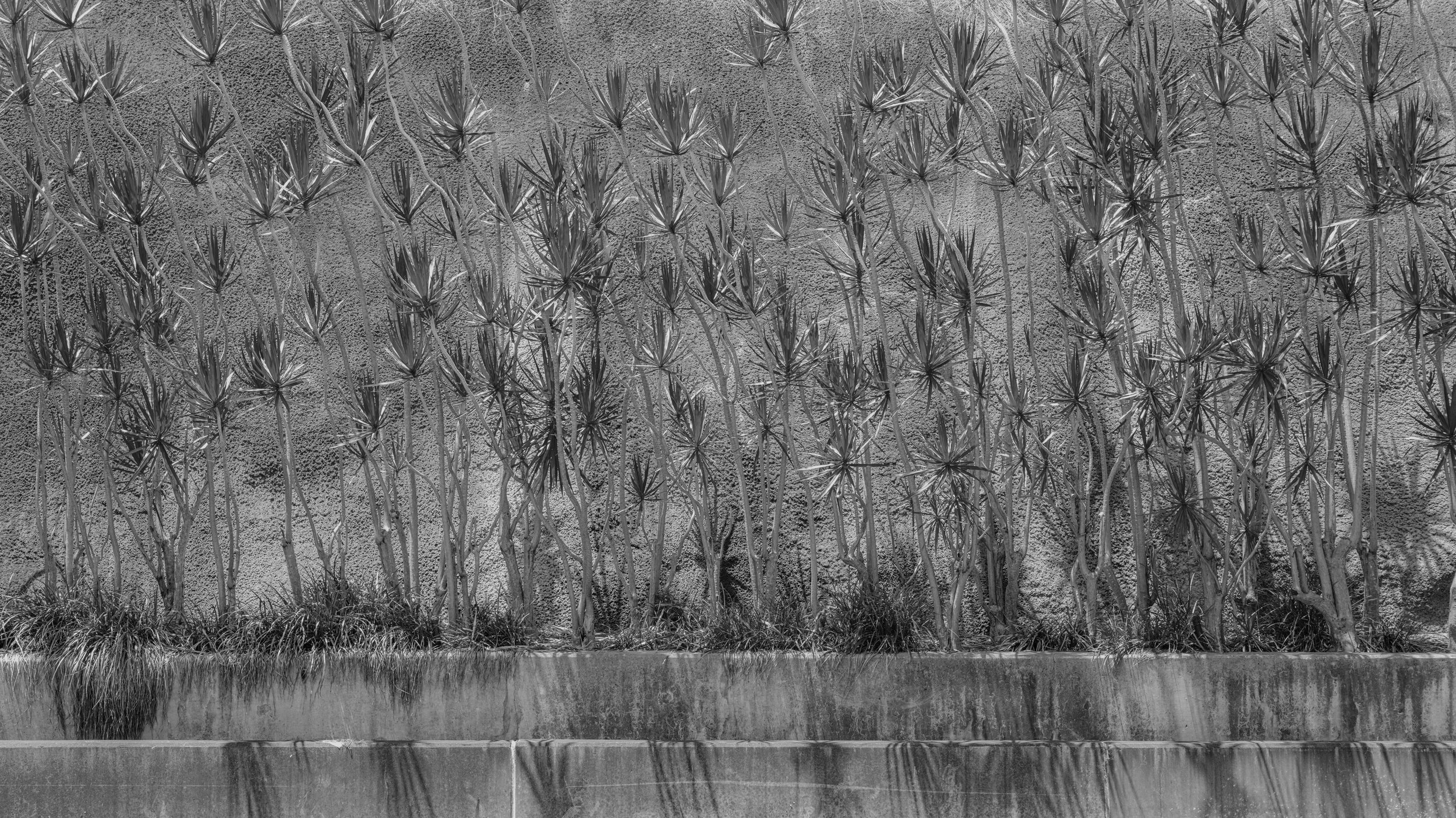 Black and white photograph of tall, spiky plants with narrow leaves, growing along a row of bushes or grass at the bottom, in front of a textured wall.