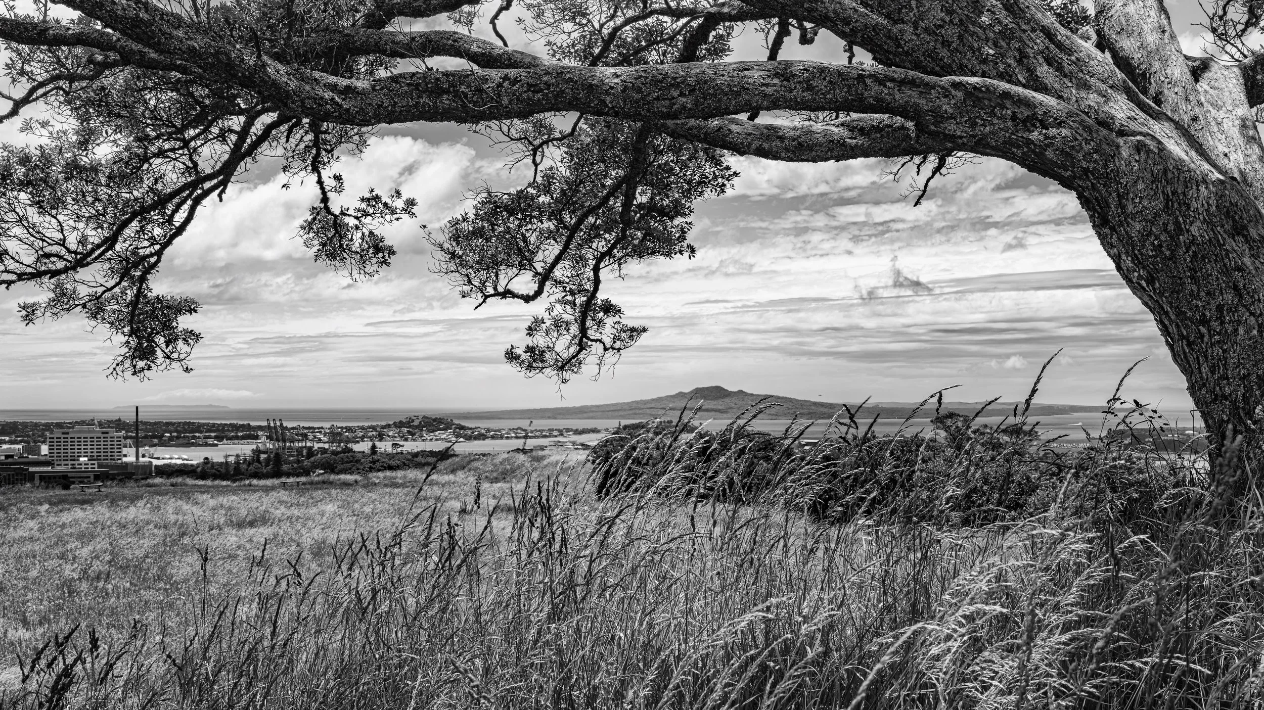 A black and white landscape photo of a large tree with sprawling branches in the foreground, tall grasses, a cityscape with buildings, and a distant mountain or hill in the background.