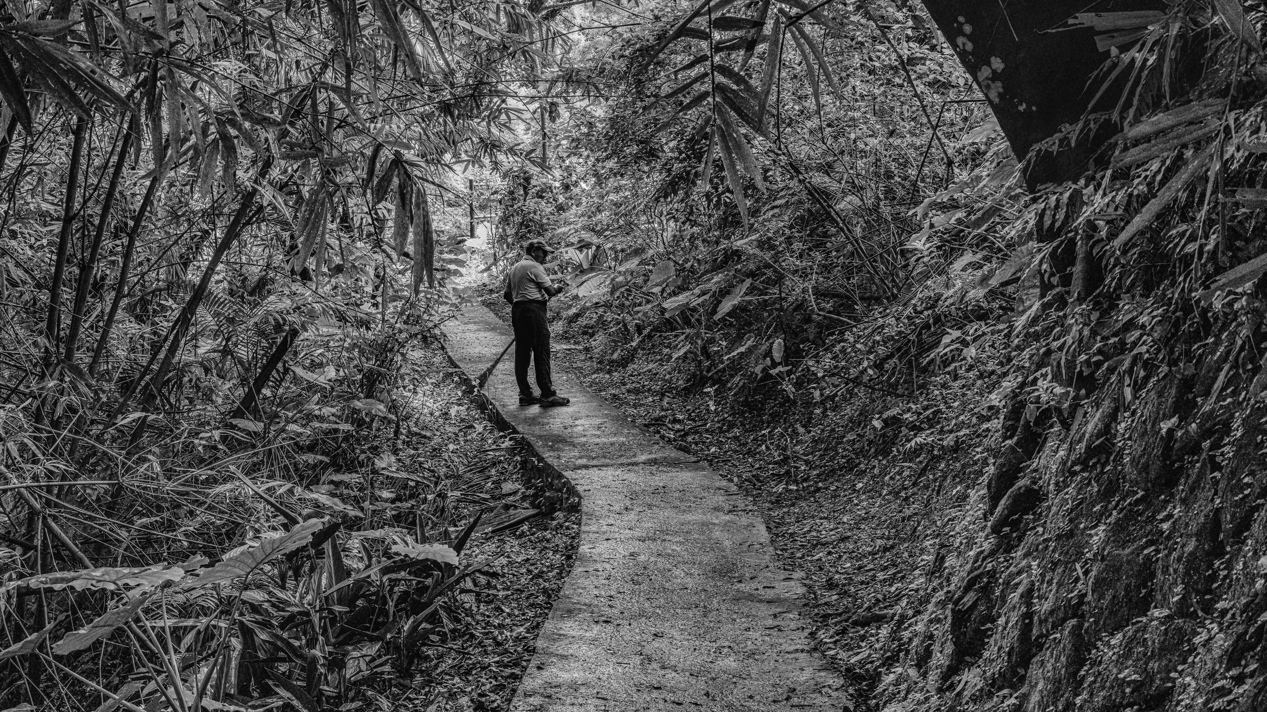 A person working on a narrow pathway through a dense, jungle-like environment, surrounded by thick foliage and trees, in black and white.