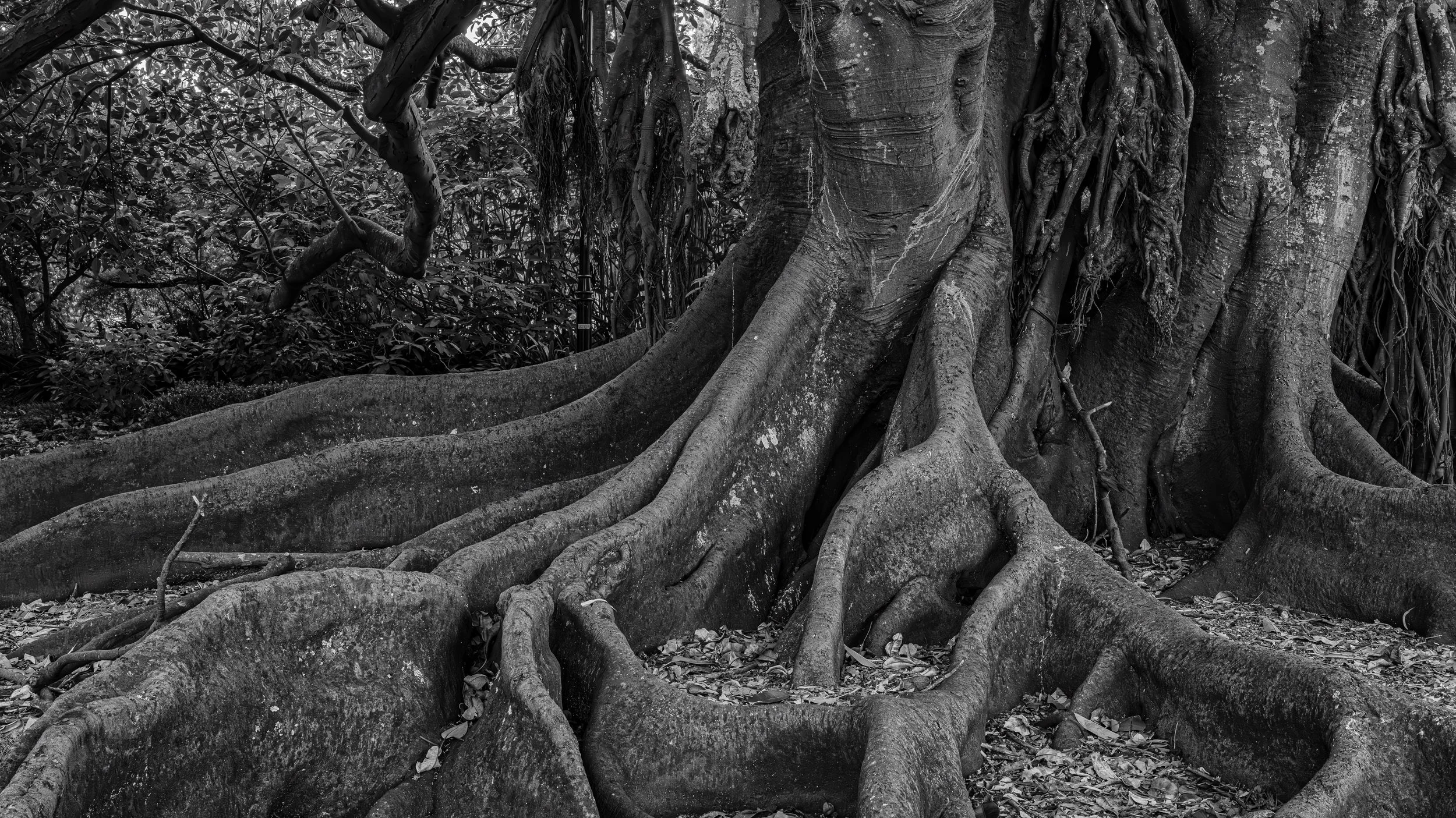A large tree with extensive roots spreading across the ground in a forest, depicted in black and white.  Auckland, New Zealand.
