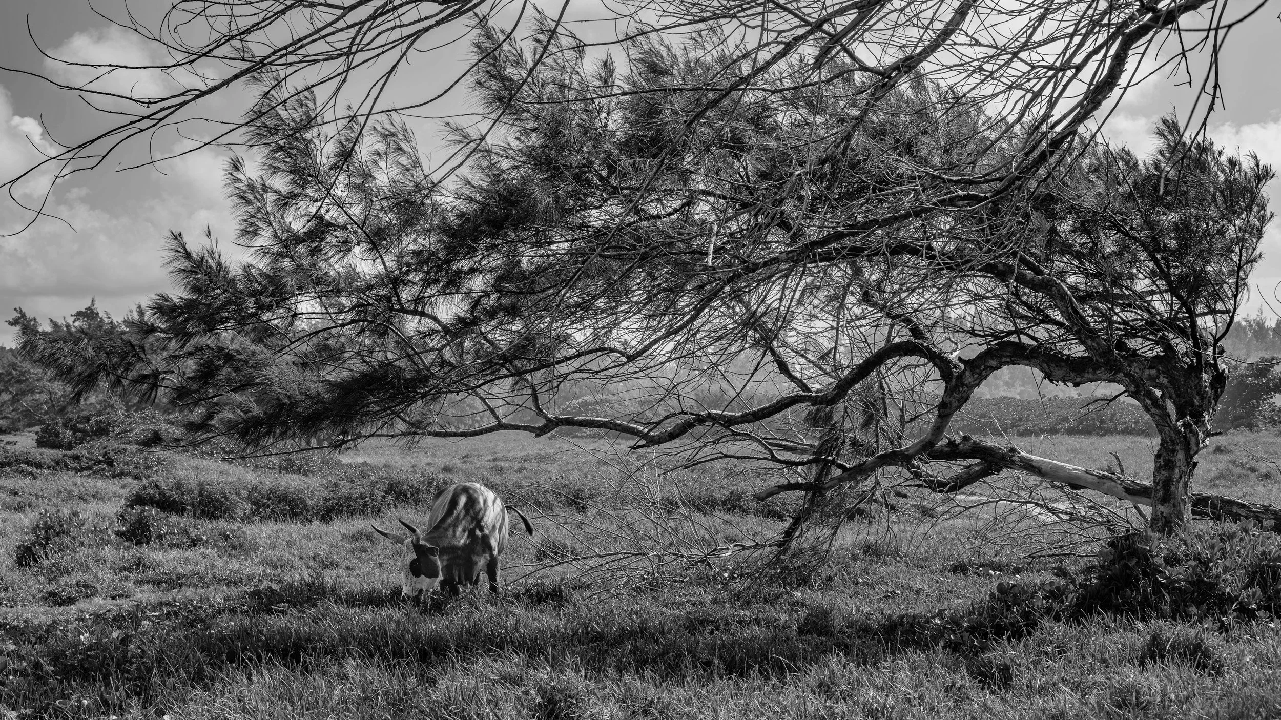 A cow grazing on grass in a field with a large, leafless, and sprawling tree in the background. Mauritius.