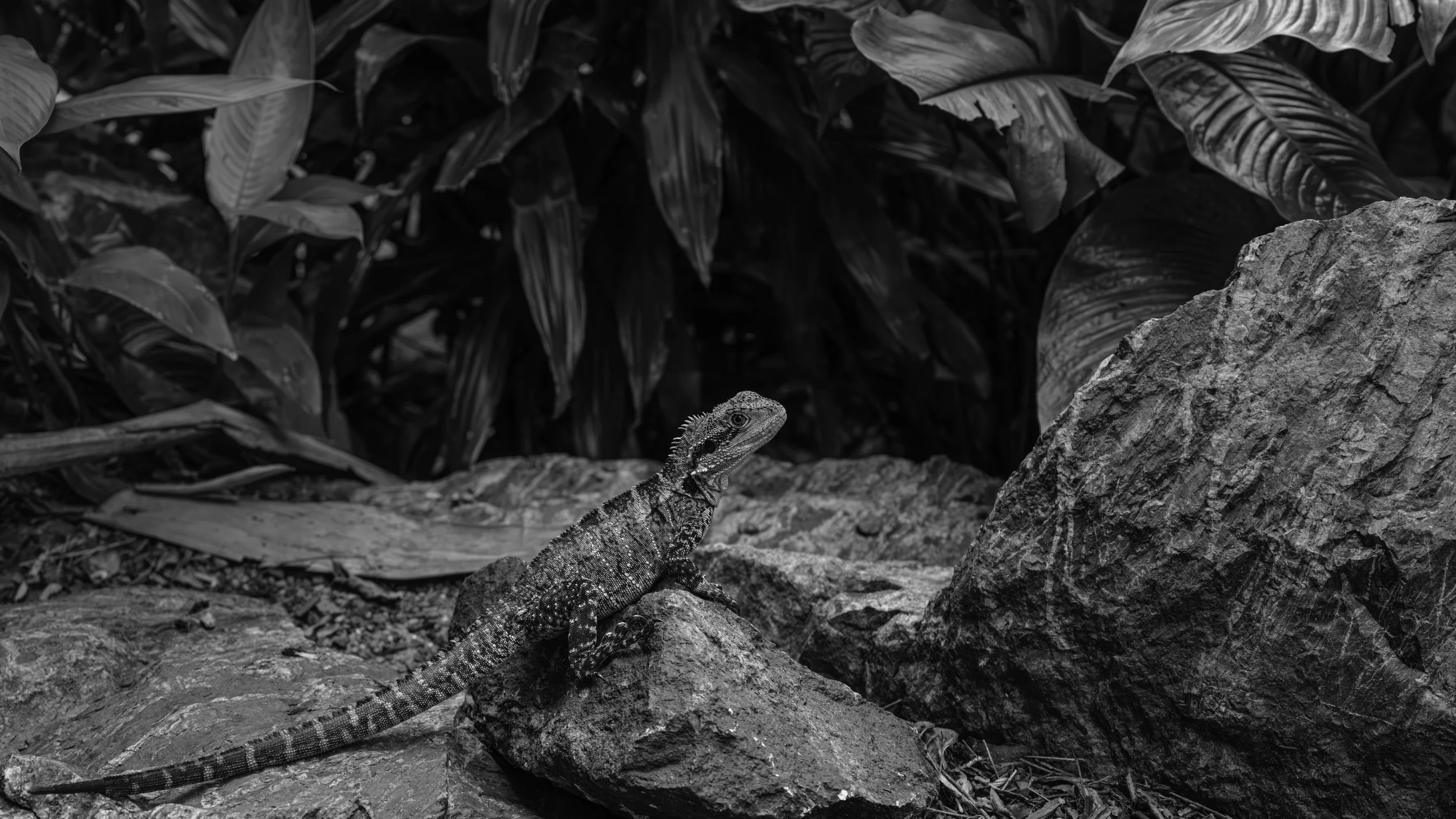 A lizard on a rock with dense tropical foliage in the background, in black and white.