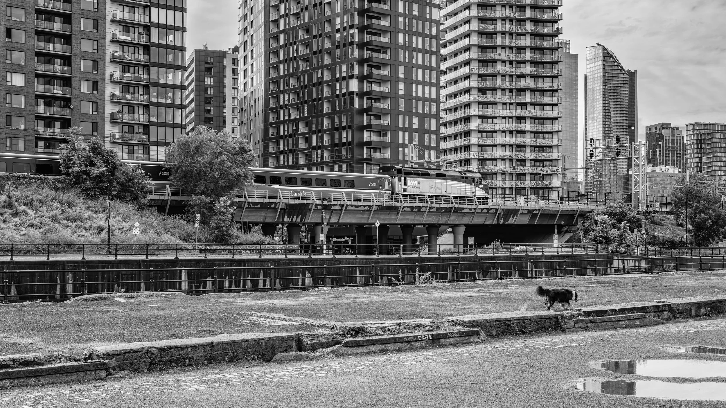 Black and white photo of a cityscape with tall modern apartment buildings, a train on an elevated track passing through the city, some trees, and a dog walking on a grassy area in the foreground.