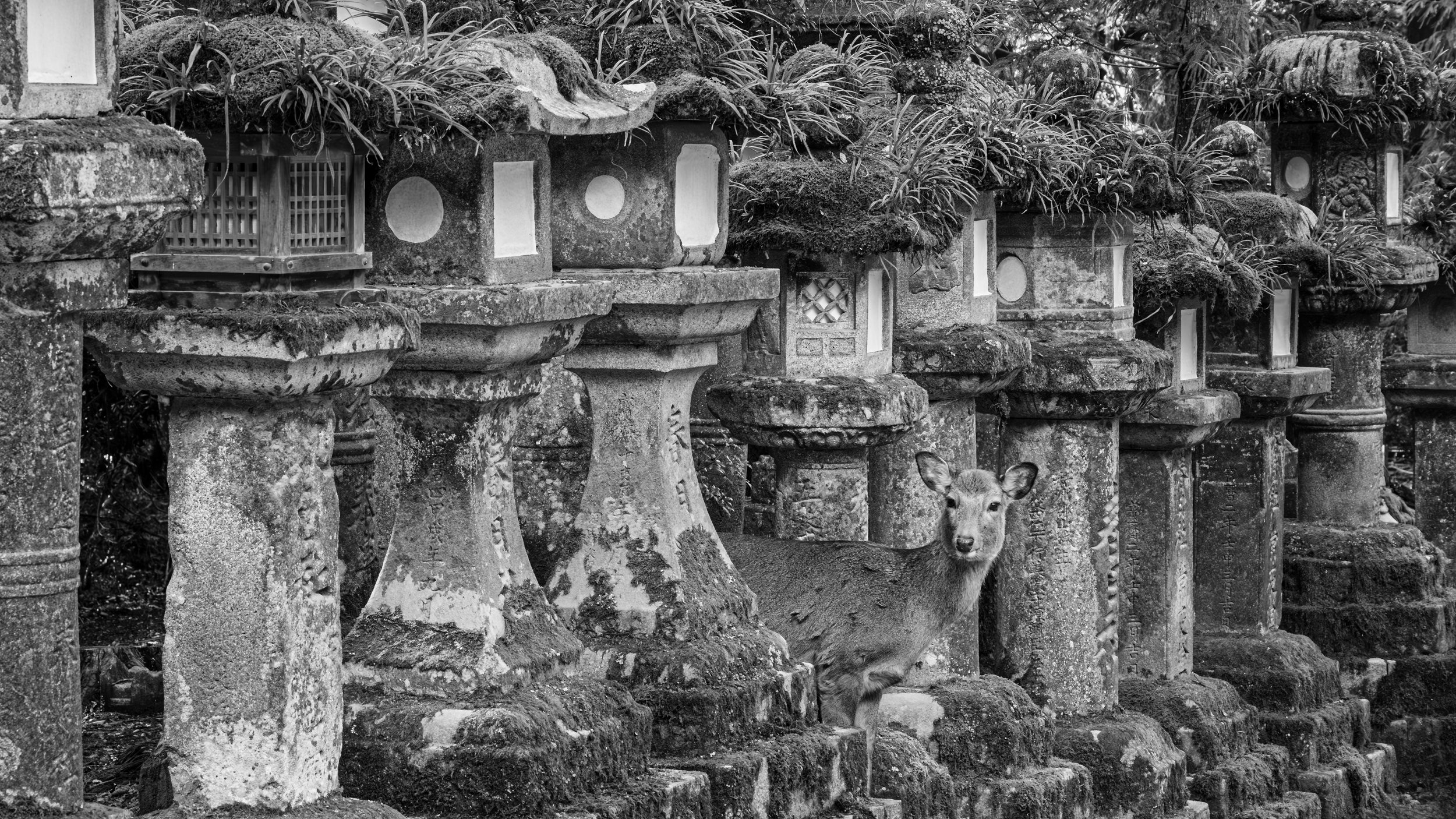 A black and white photo of a deer peeking out from behind a row of stone lanterns and statues, with overgrown plants and moss on top of the stones, in a garden or shrine setting.