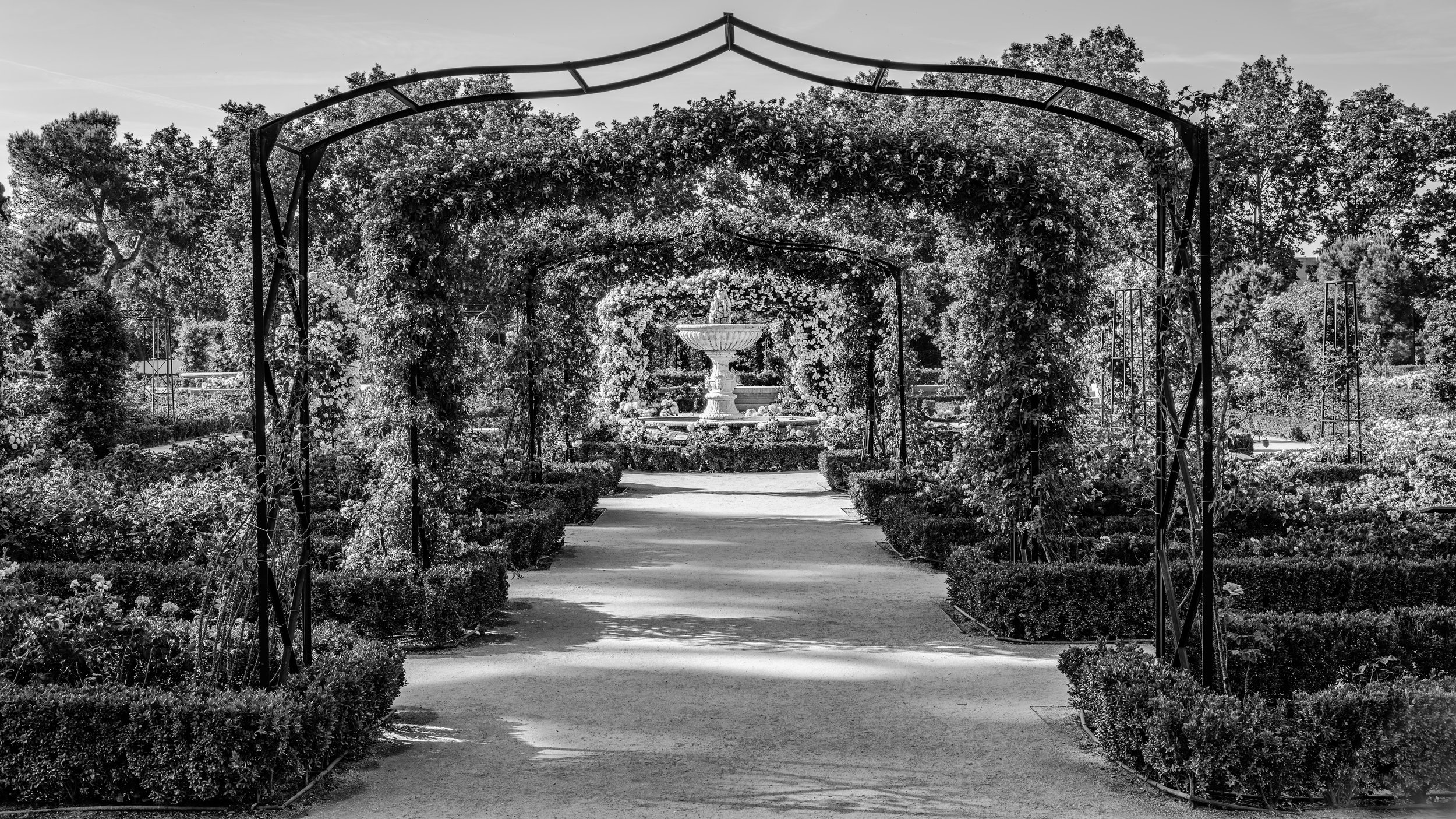 A black and white photo of a garden pathway lined with neatly trimmed bushes, leading to a fountain surrounded by flowers under an arched trellis covered with flowering vines.