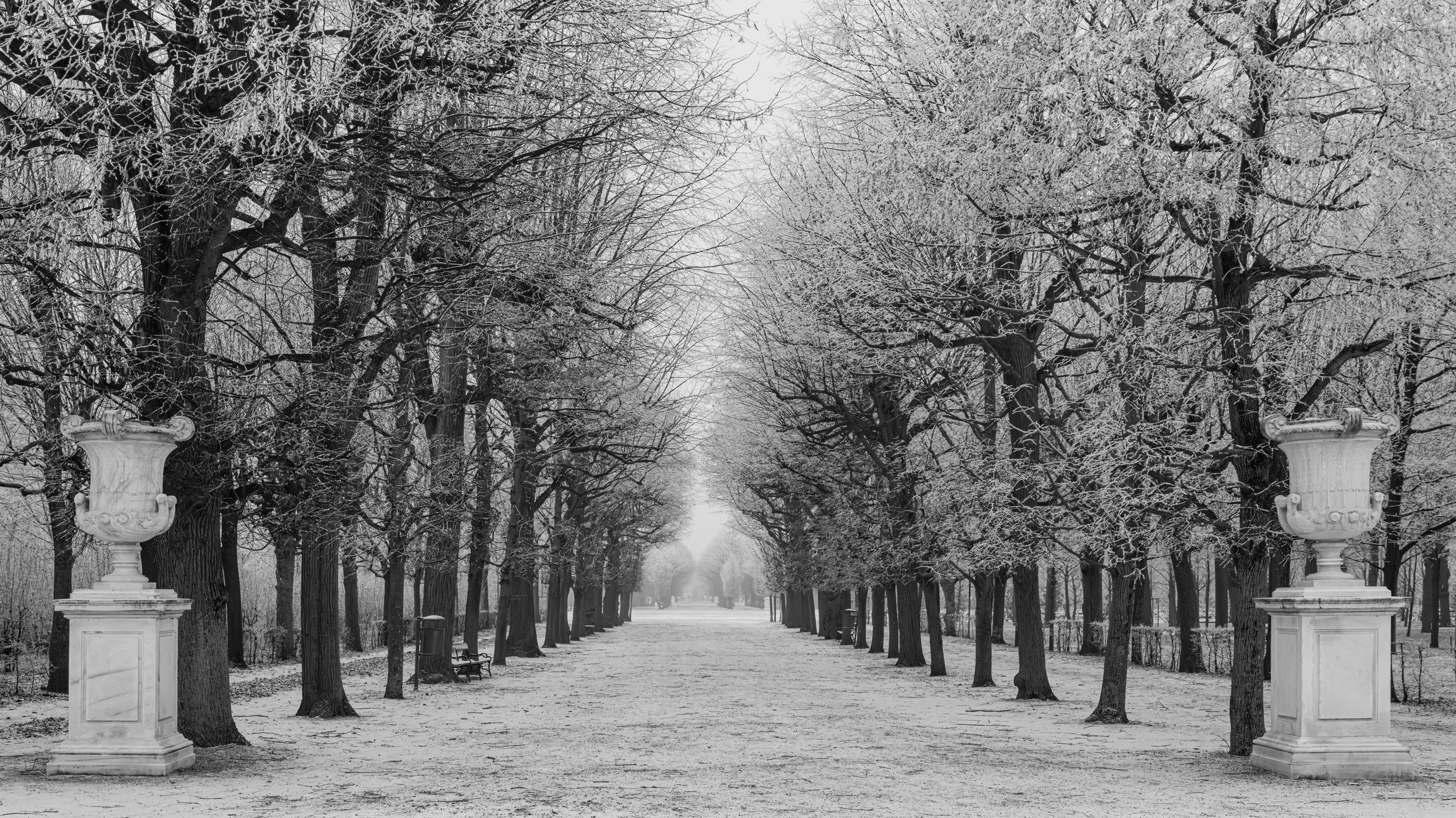 A black and white photo of a winter scene with snow-covered trees lining both sides of a wide pathway. There are two decorative stone urns on pedestals at the beginning of the pathway, with benches along the sides and a distant view of the path exten