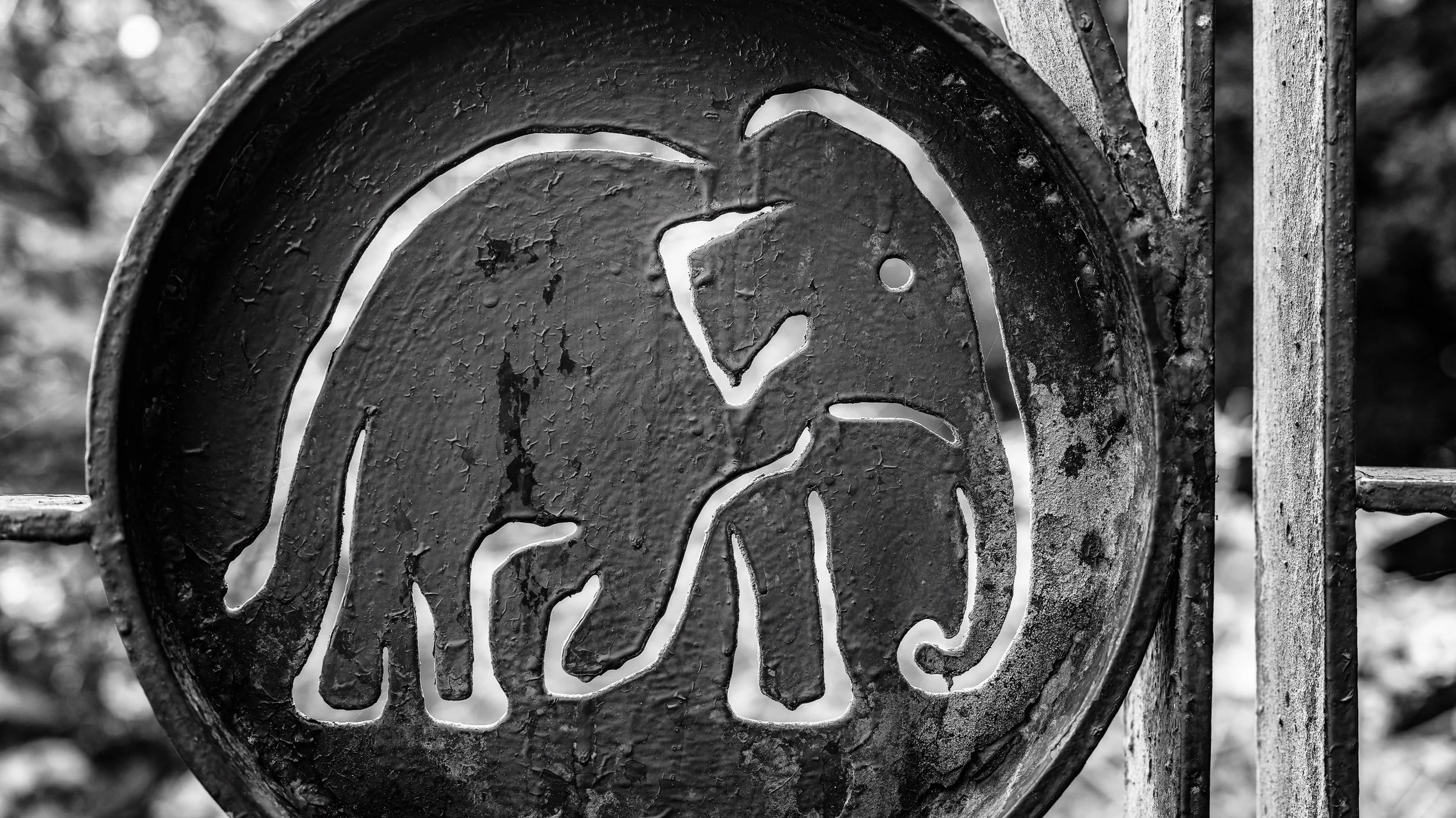 Close-up of a black metal fence with a lion's head design in a circular frame, showing signs of weathering and peeling paint.