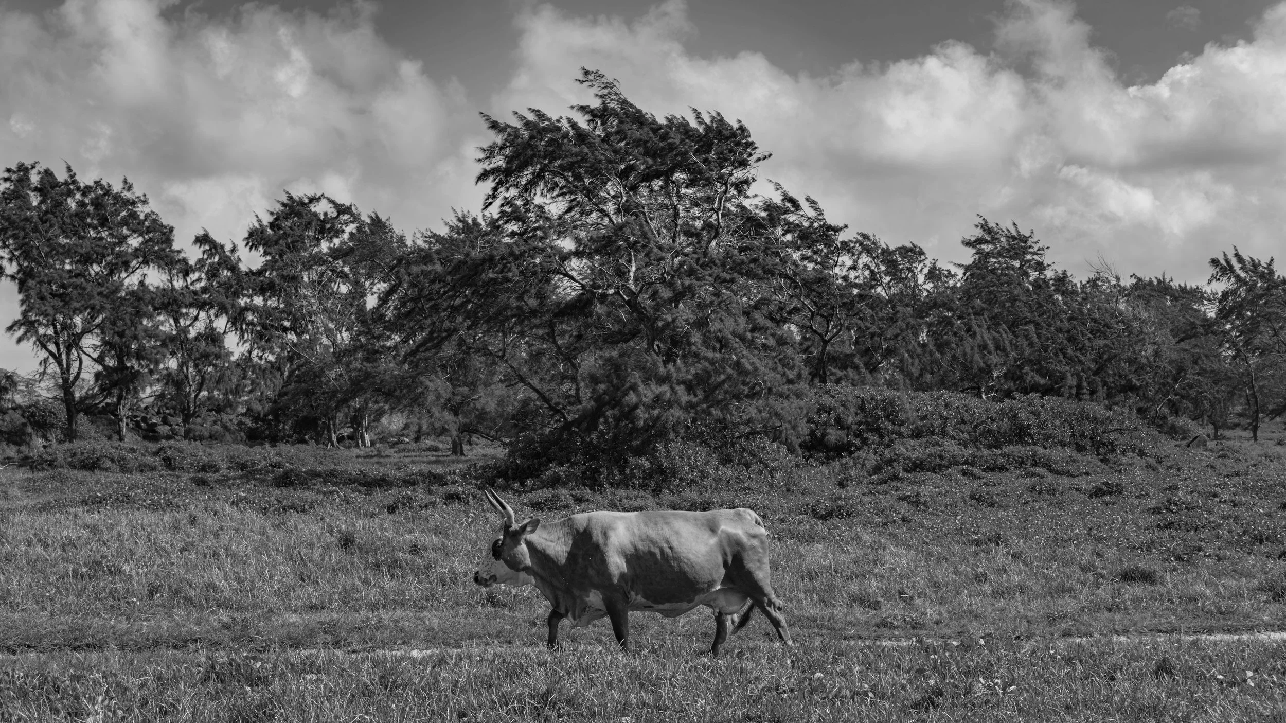 A black and white photo of a cow grazing in a grassy field with trees and cloudy sky in the background.