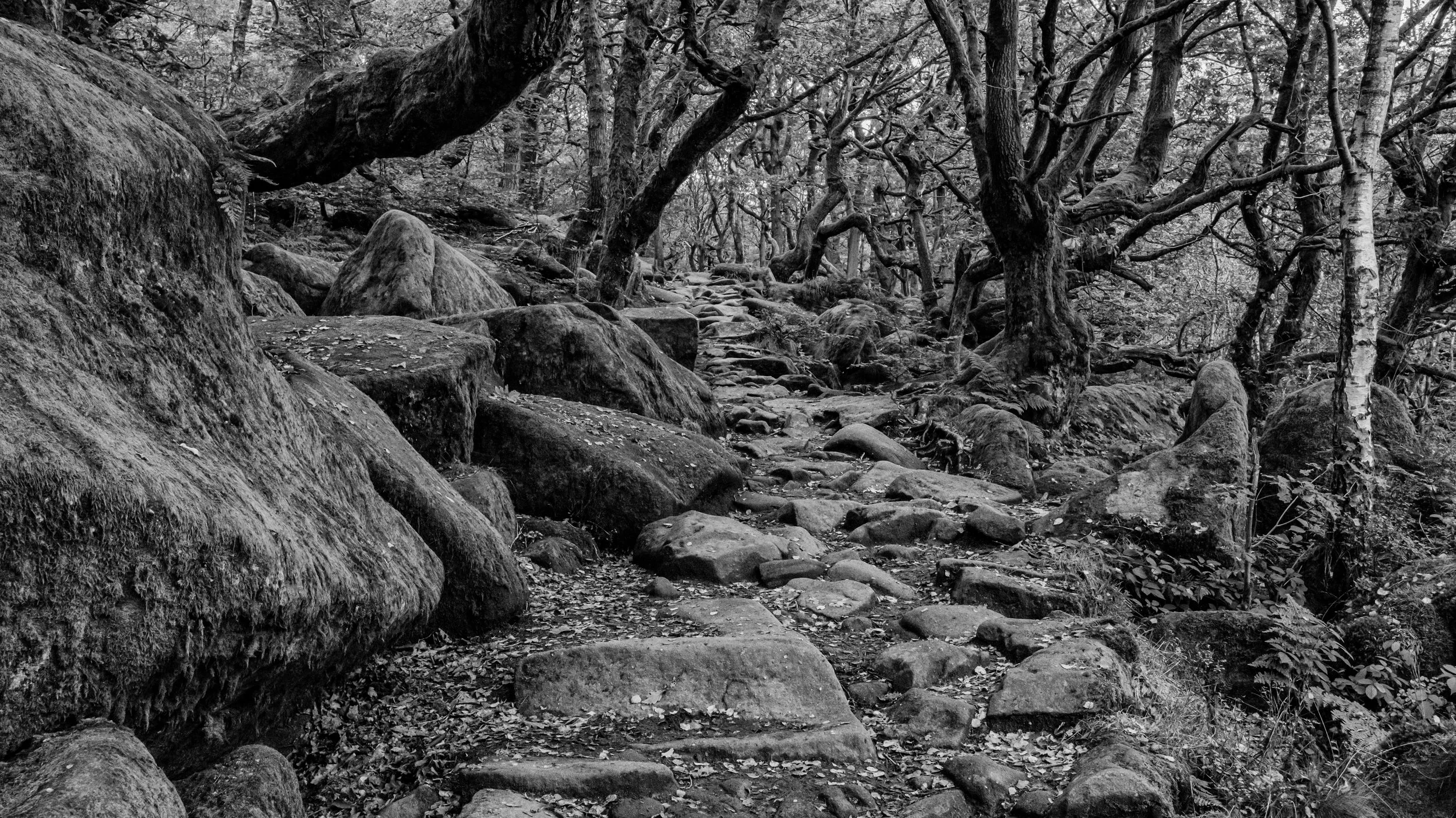A black and white photograph of a forest trail with rocks, trees, and dense foliage.