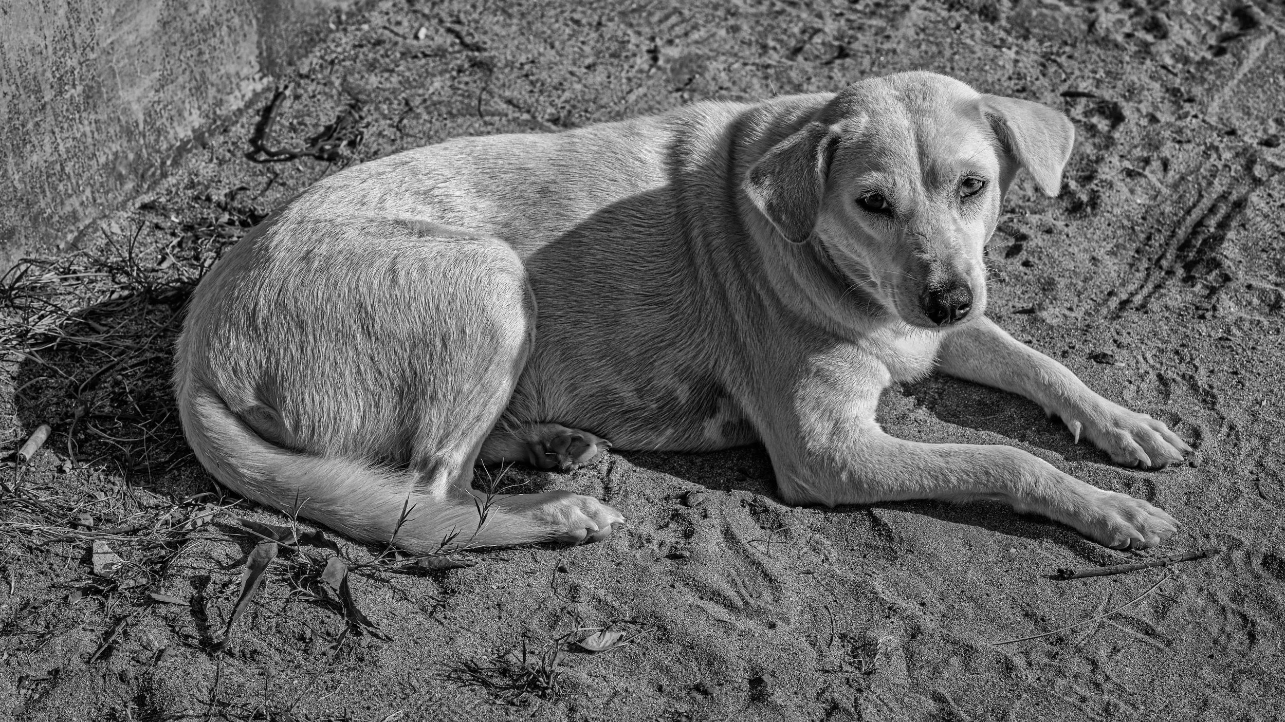 A dog lying on sandy ground with plants and twigs, looking toward the camera.