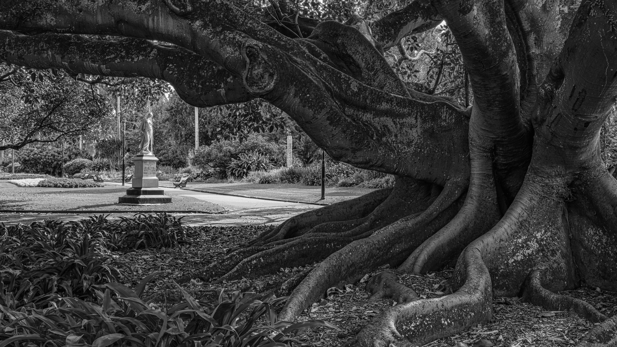 A large, old tree with sprawling roots in a park, with a statue of a woman on a pedestal and benches in the background.