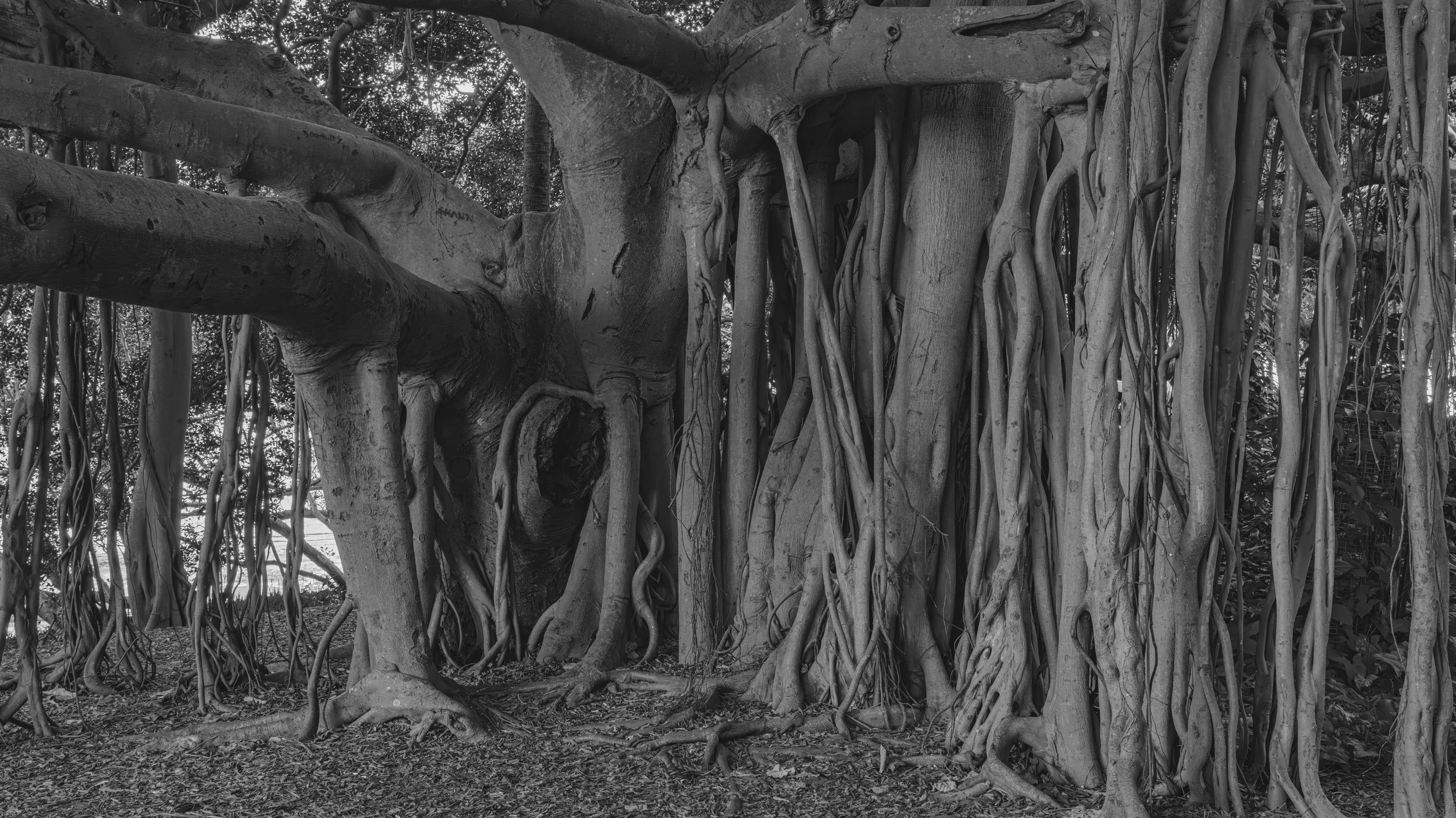 A black and white photo of a large tree with thick, textured bark and numerous intertwined aerial roots growing down from branches to the ground.