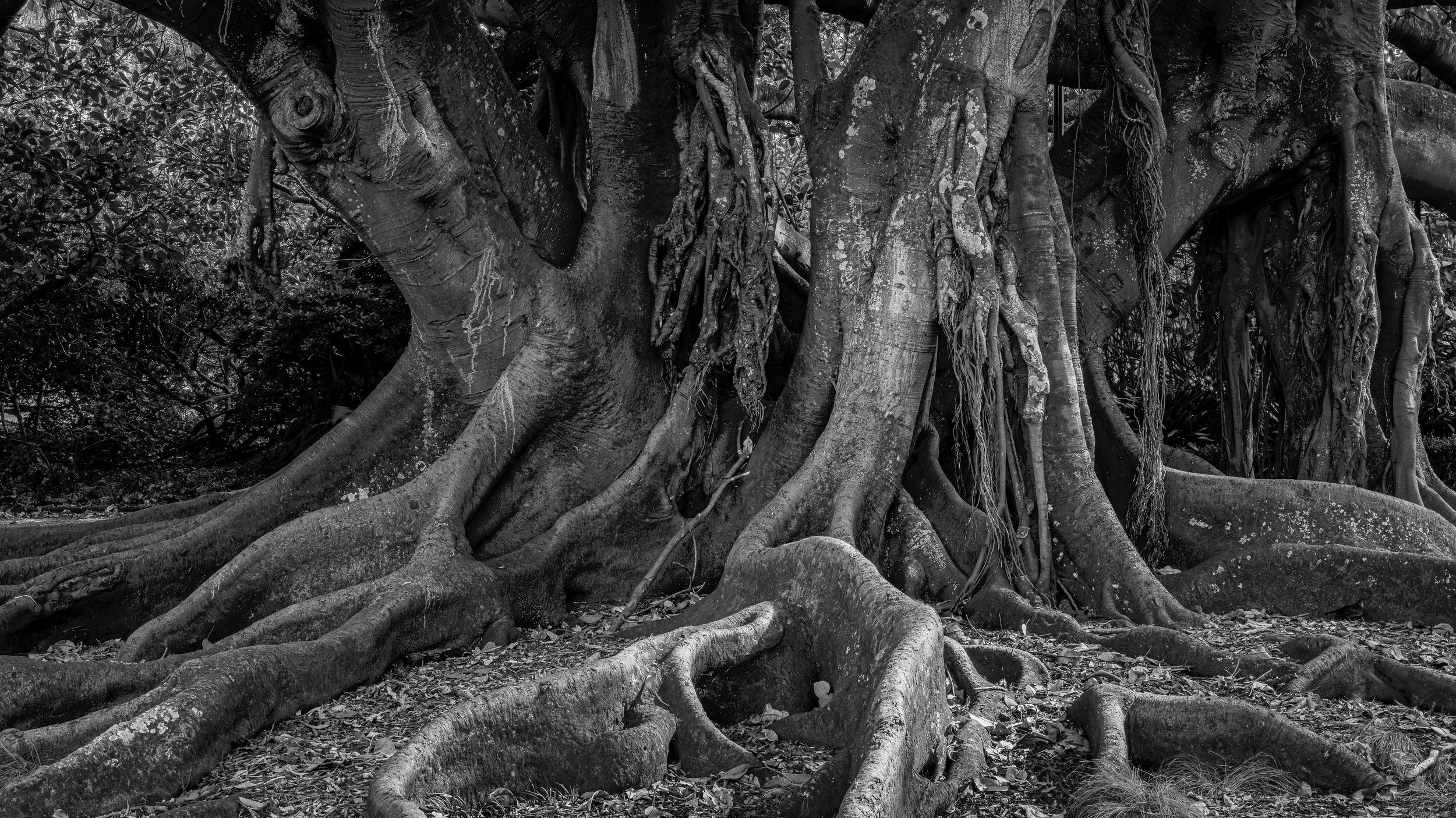 A large, old tree with sprawling roots and thick trunk in a forest, in black and white.