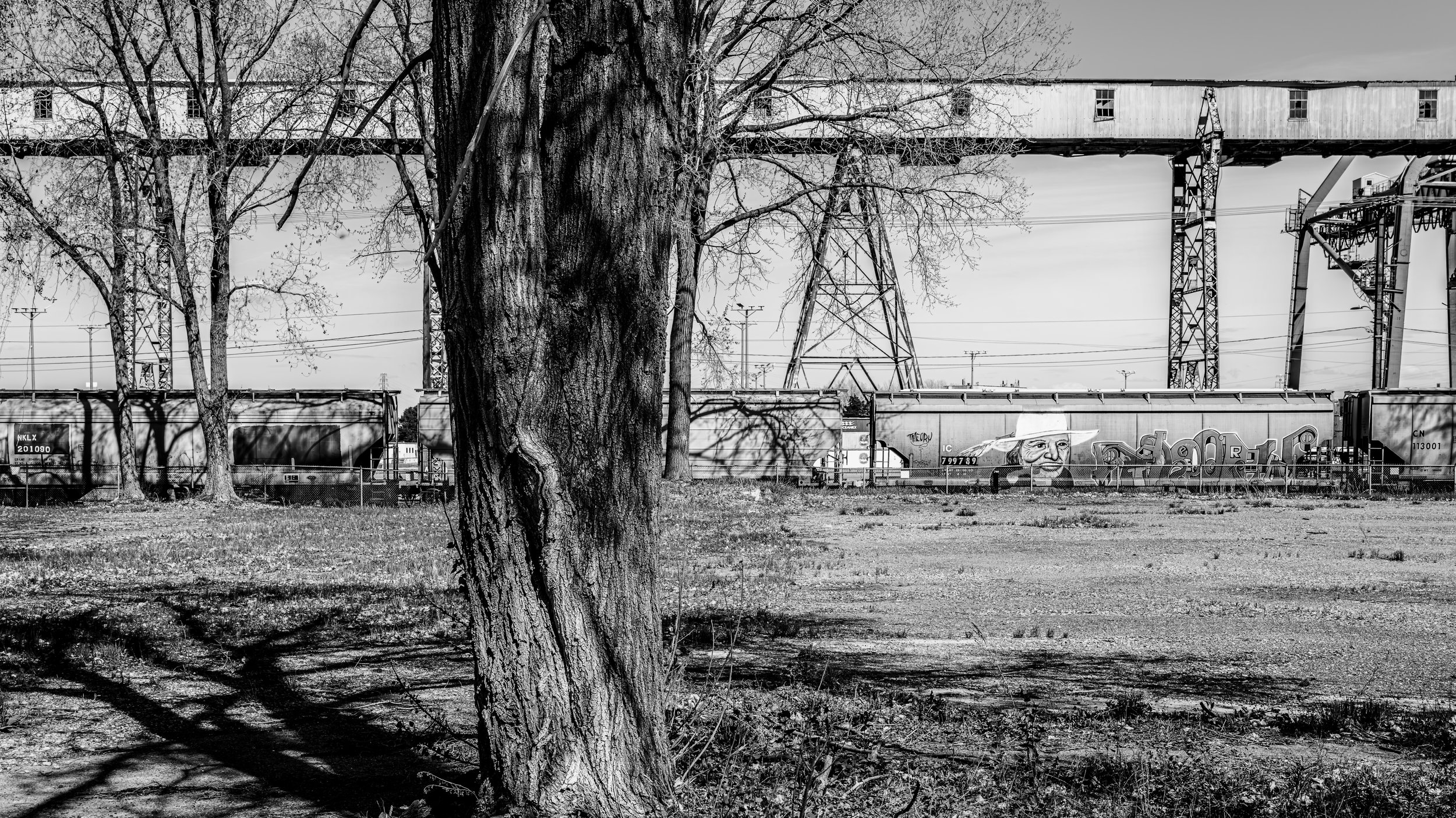Black and white photo of a large tree in the foreground with train tracks and railway cars, including graffiti art, in the background.
