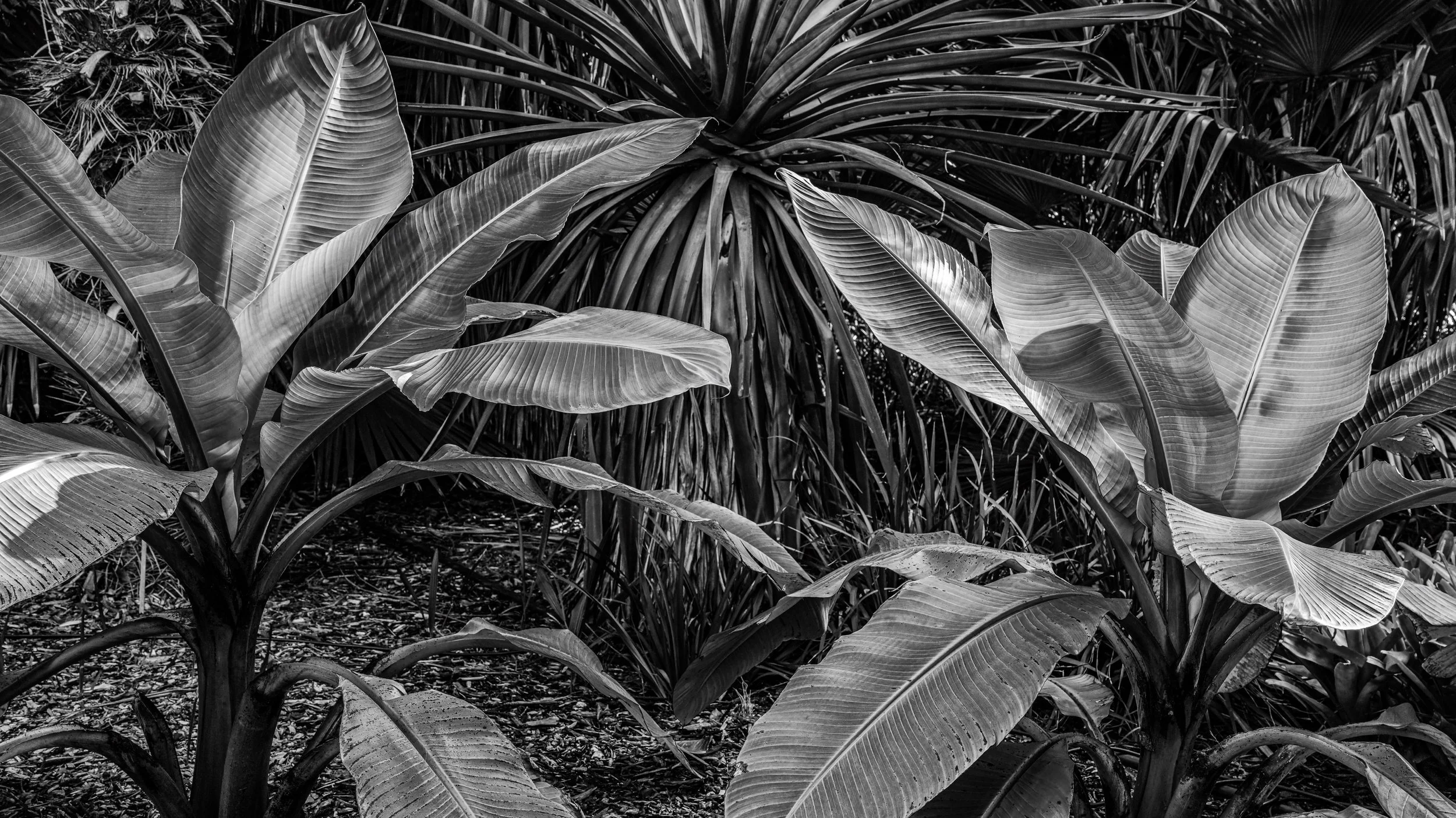 Black and white photo of large tropical leaves and plants in a dense jungle. Adelaide, Australia.
