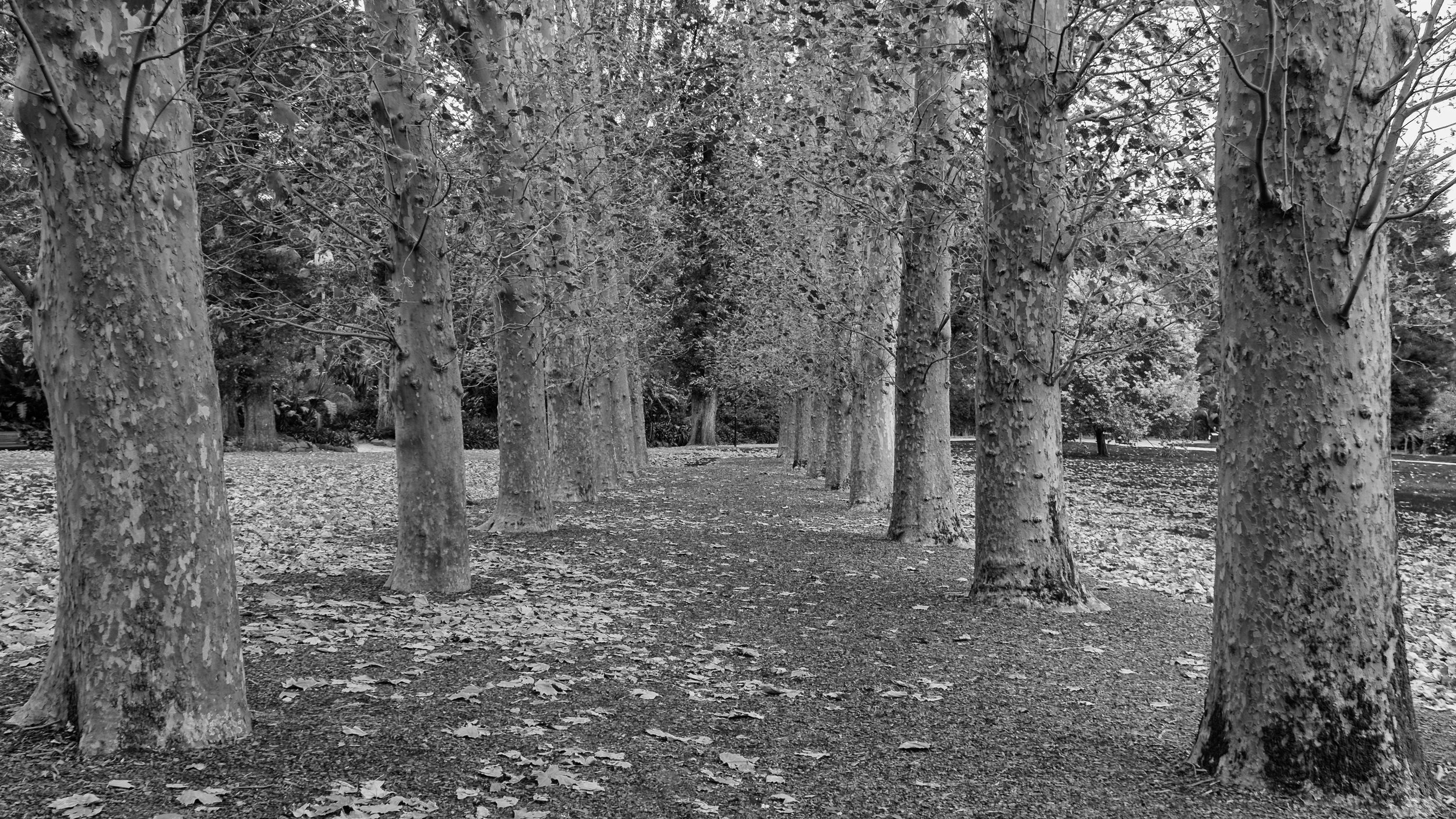 Black and white photo of a row of tall trees with textured bark, lining a walking path in a park, with fallen leaves covering the ground.