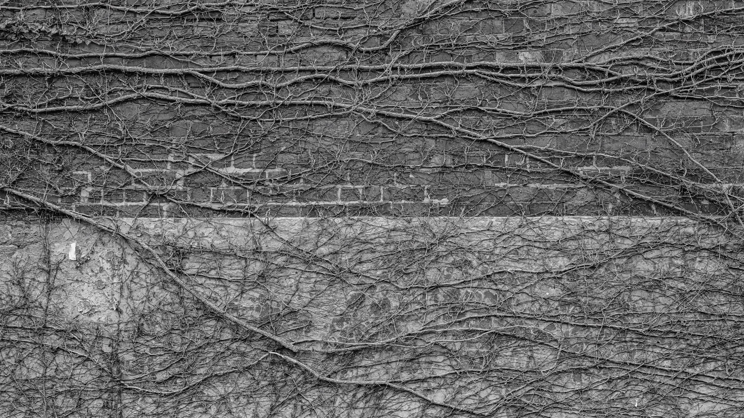 Gray brick wall covered with dried, leafless vines.