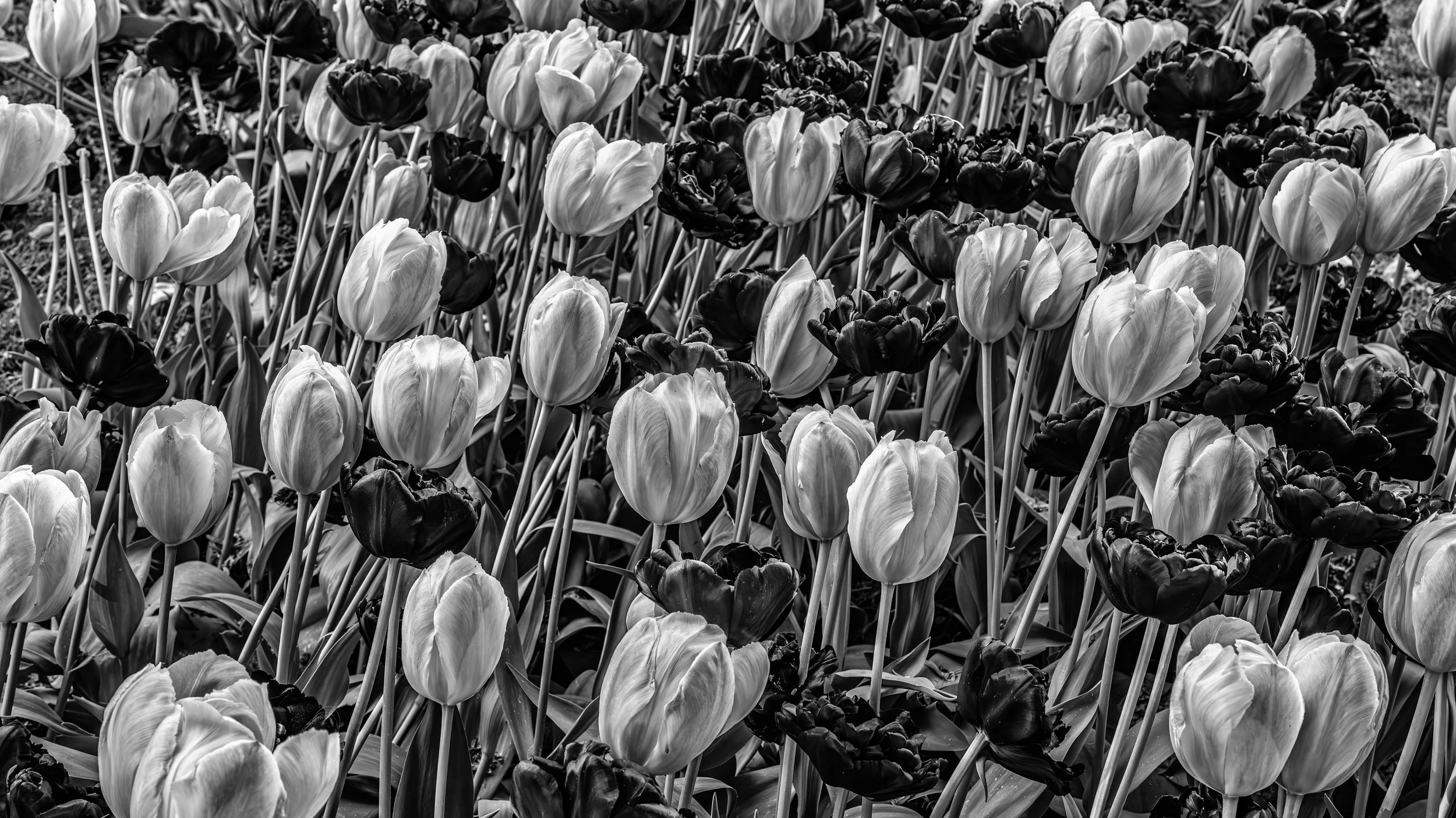A field of tulips in black and white, with tulips in various stages of bloom and with thin stems.