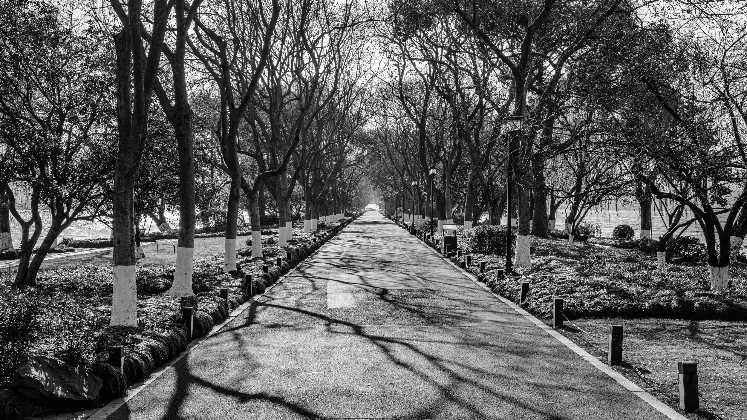 Black and white photo of a tree-lined path with leafless trees casting shadows on the pavement, lamp posts along the sides, and a body of water in the background.