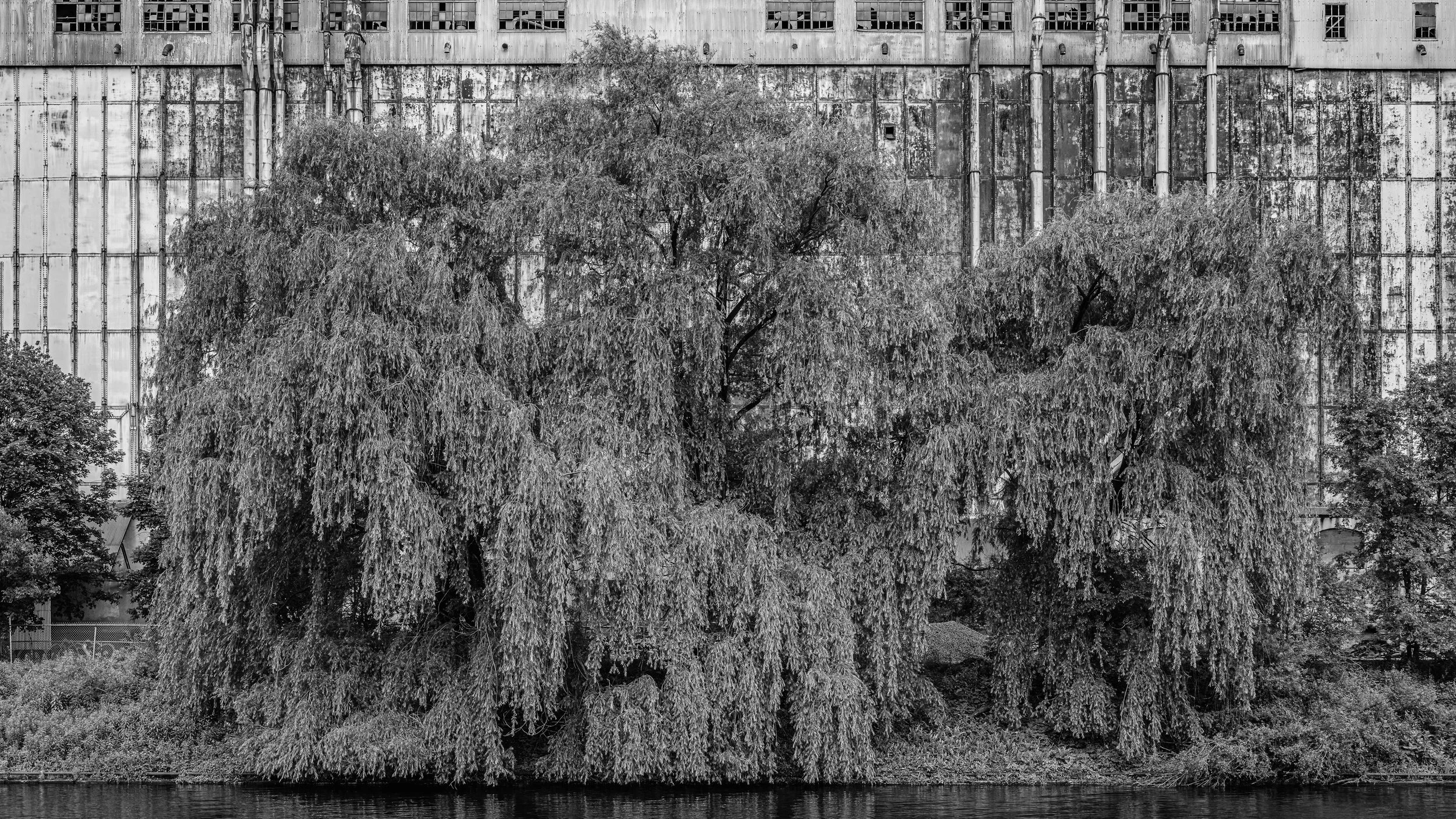 Black and white photo of trees along a river with an industrial building in the background.