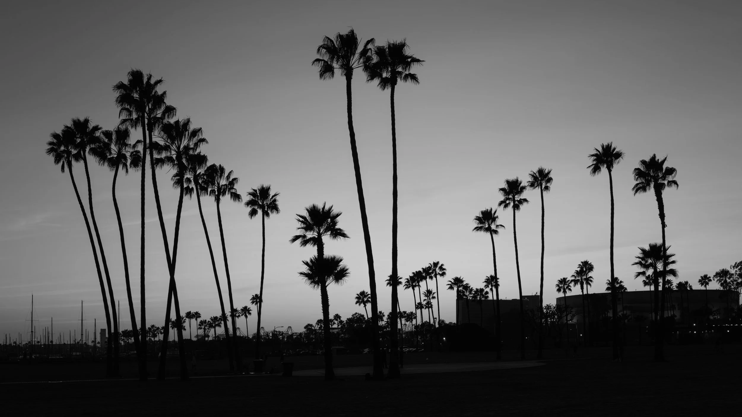 Silhouettes of tall palm trees against a dusky or dawn sky, with a faint view of a marina and boats in the background.