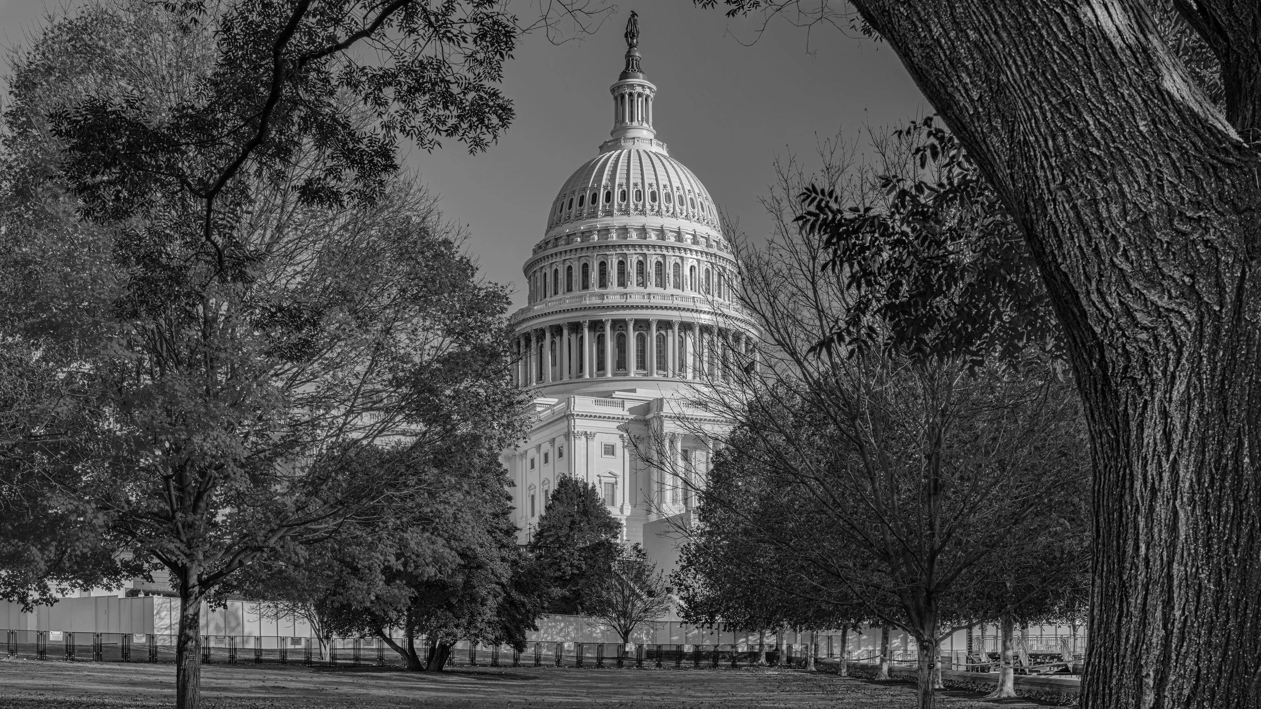 Black and white photograph of the United States Capitol building viewed through leafless and leafy trees in a park. Capitol Hill, Washington DC, USA.