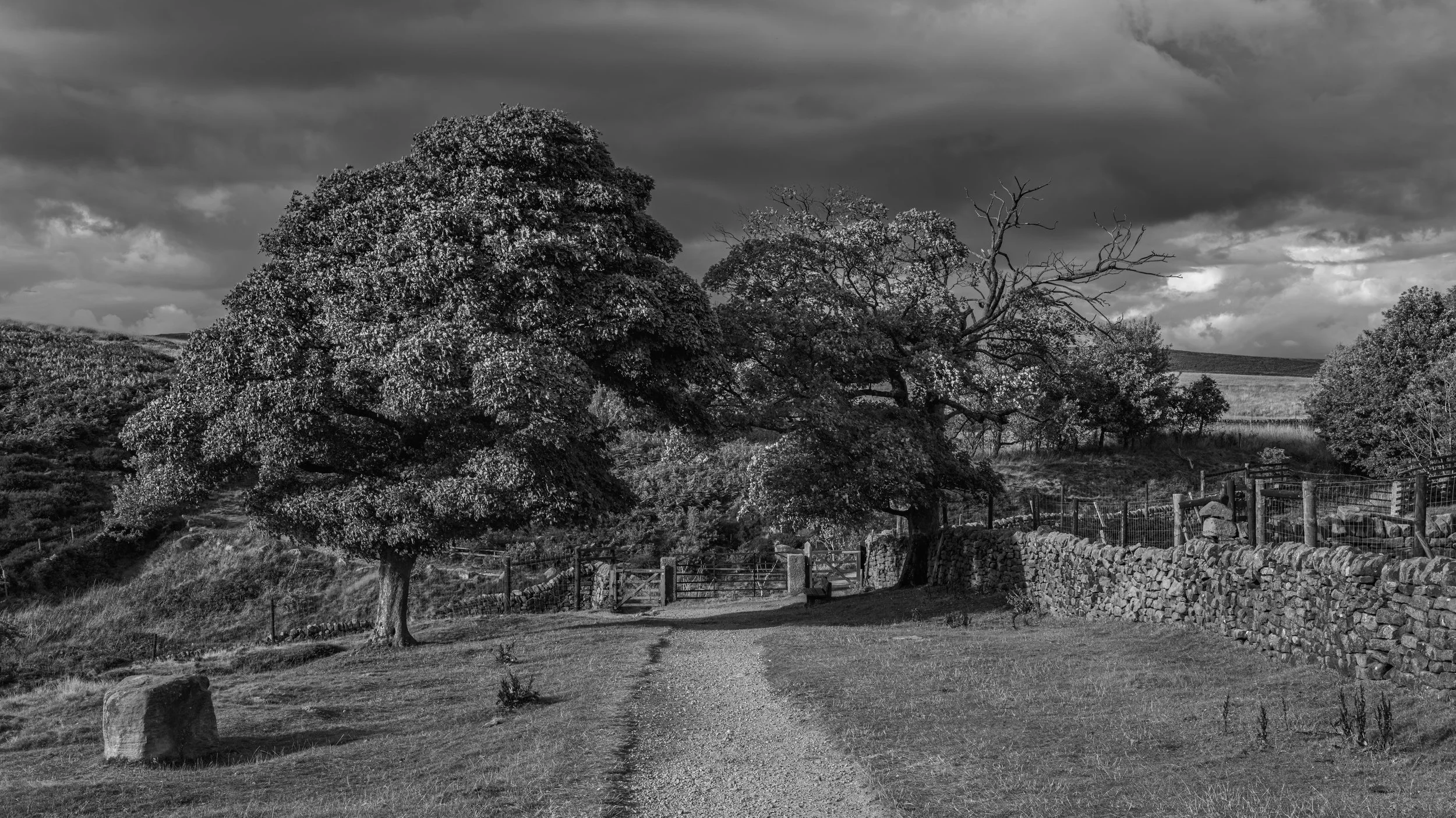Black and white landscape with large trees, a stone fence, and a cloudy sky.
