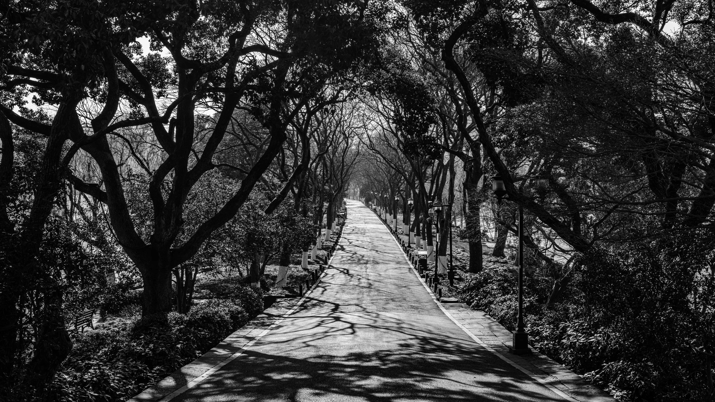 A monochrome photograph of a pathway surrounded by trees with leafless branches overhead, casting shadows on the path. Lamp posts line the sides of the walkway.