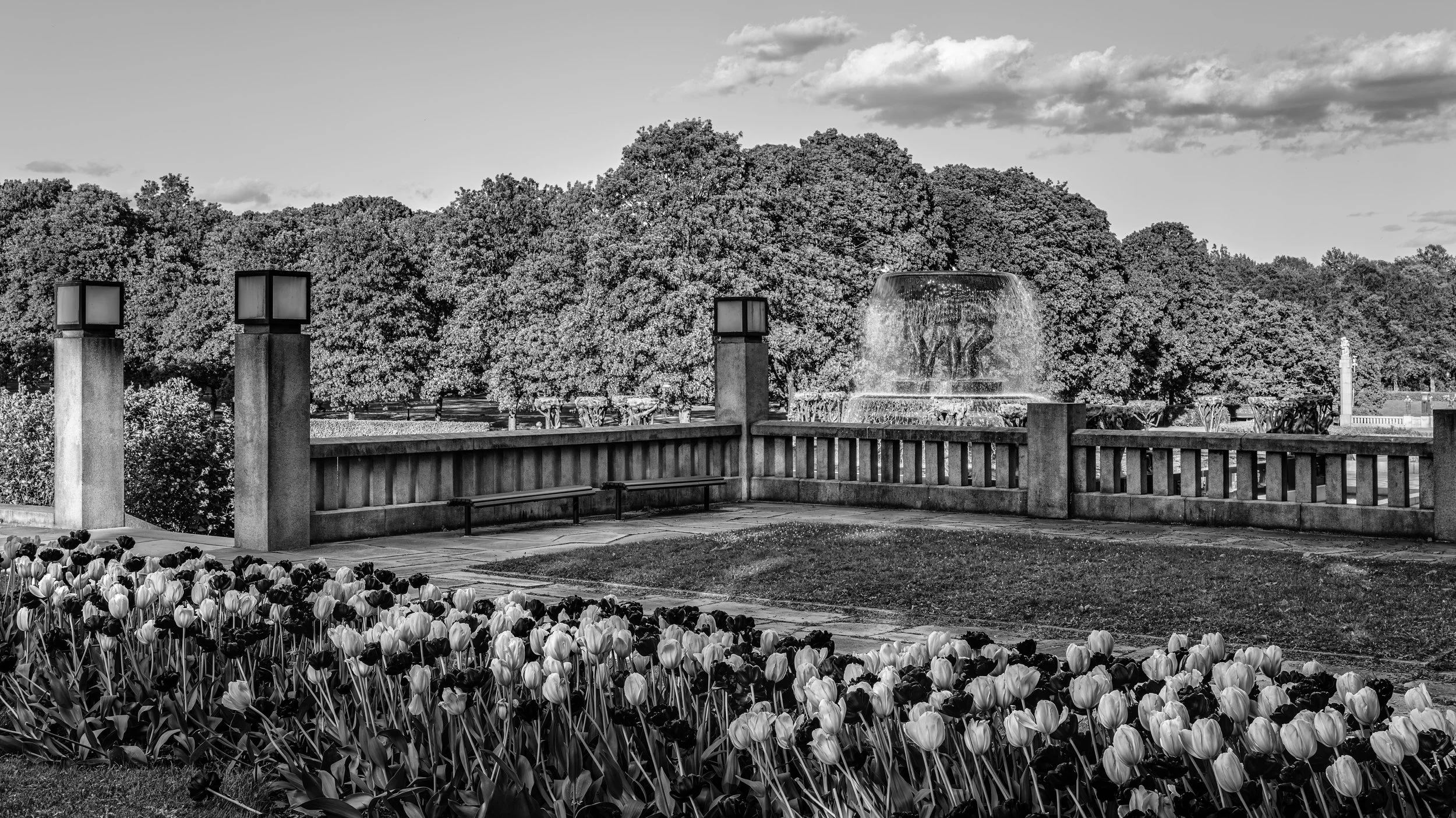 Black and white photo of a park scene with a tulip flower bed in the foreground, a stone railing with benches and four lamp posts, a fountain with water spraying, and trees in the background with clouds in the sky.